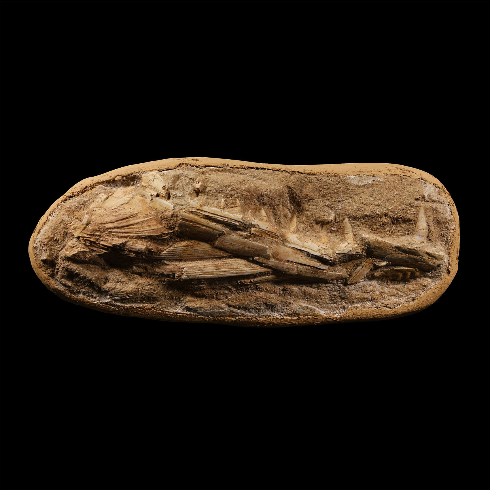 Natural History - Fossil Ray-Finned Enchodus Jaw