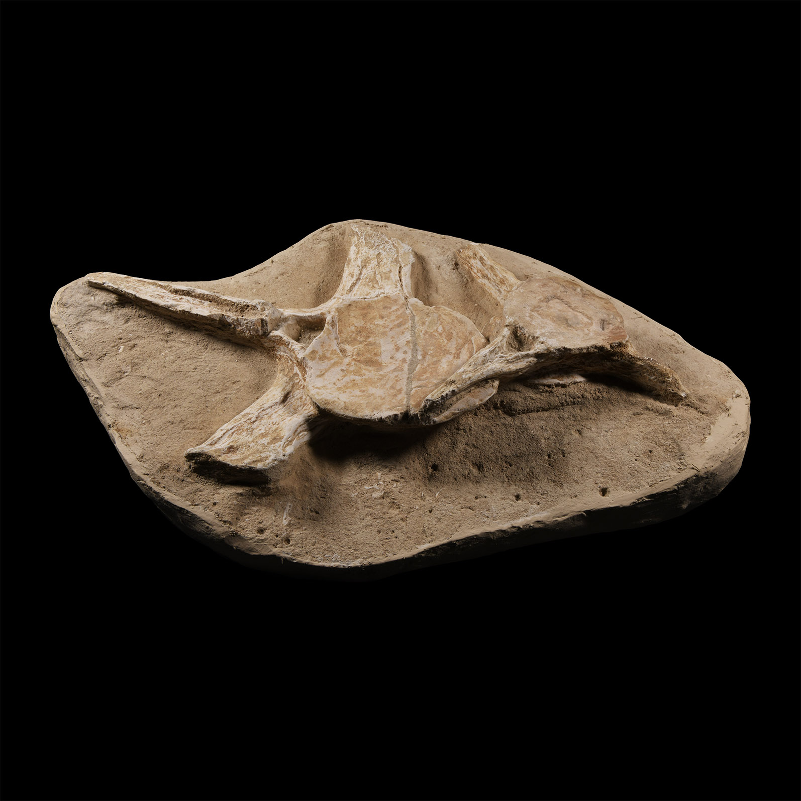 Natural History - Fossil Plesiosaur Vertebrae