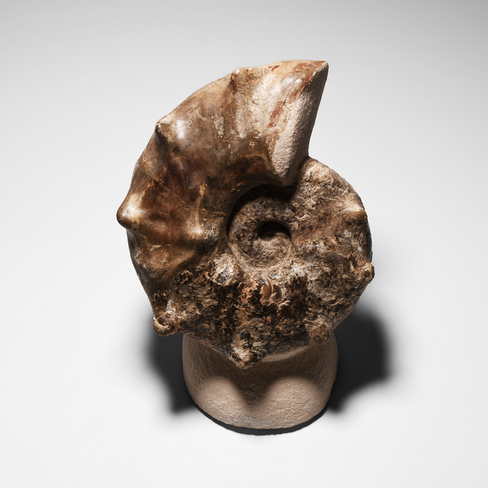Natural History - Polished Fossil Ammonite Display