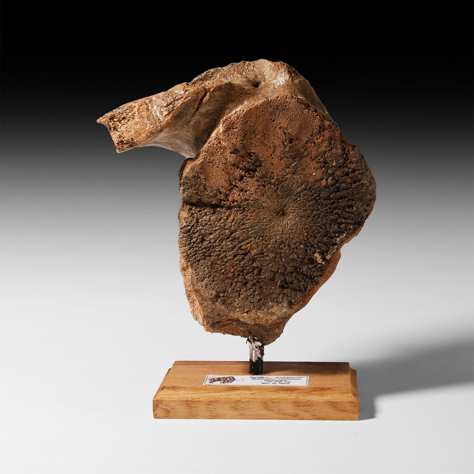 Natural History - Fossil Woolly Mammoth Bone