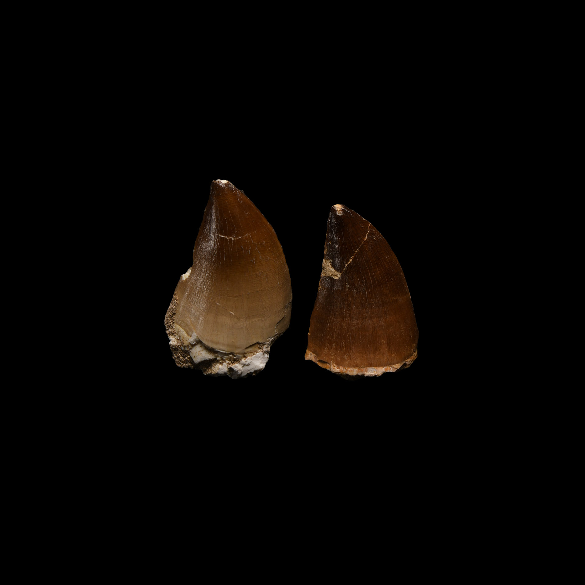 Natural History - Large Mosasaur 'Marine Dinosaur' Tooth Pair