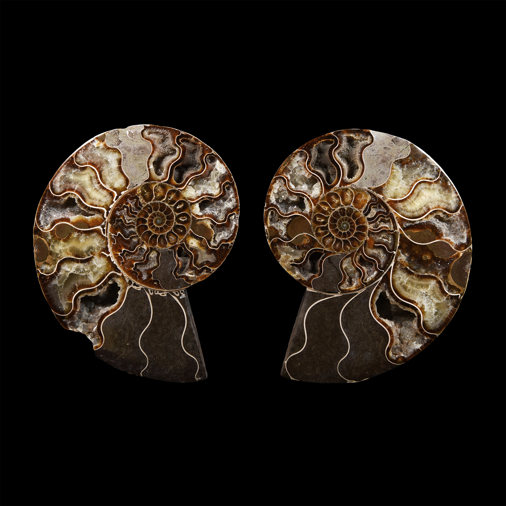 Natural History - Cut and Polished Fossil Cleoniceras Ammonite Halves