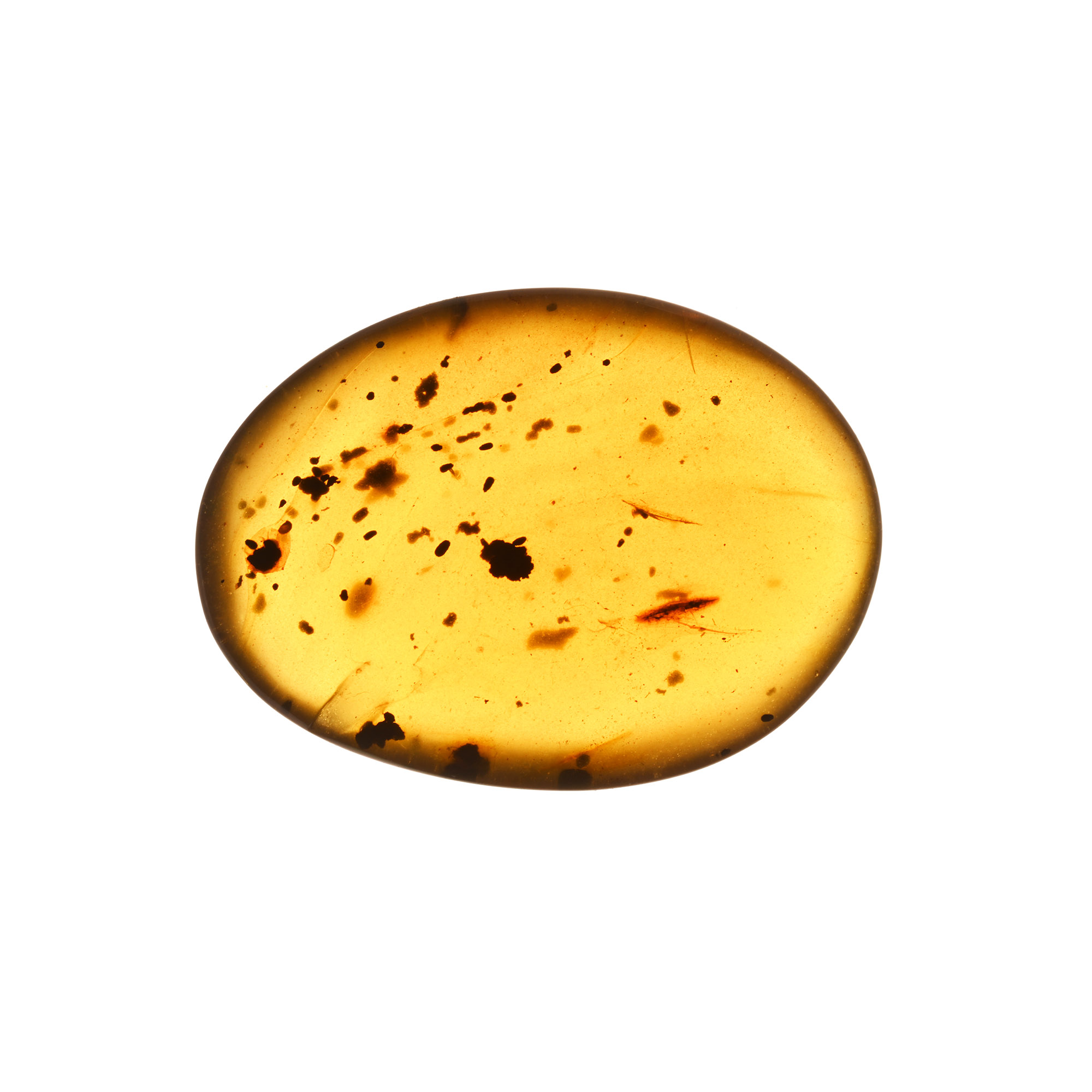 Natural History - Polished Amber with Insect Inclusions