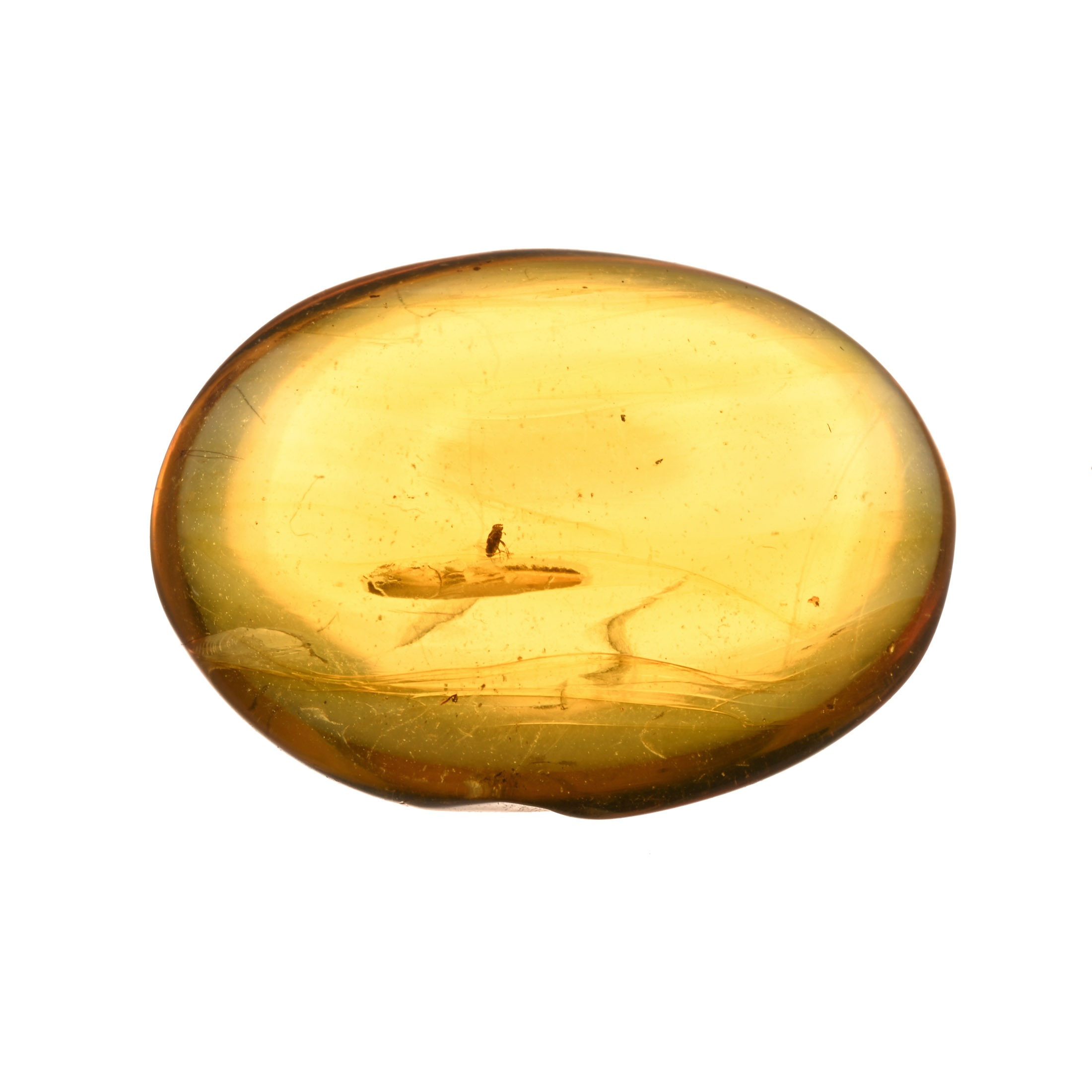 Natural History - Polished Amber with Insect Inclusions