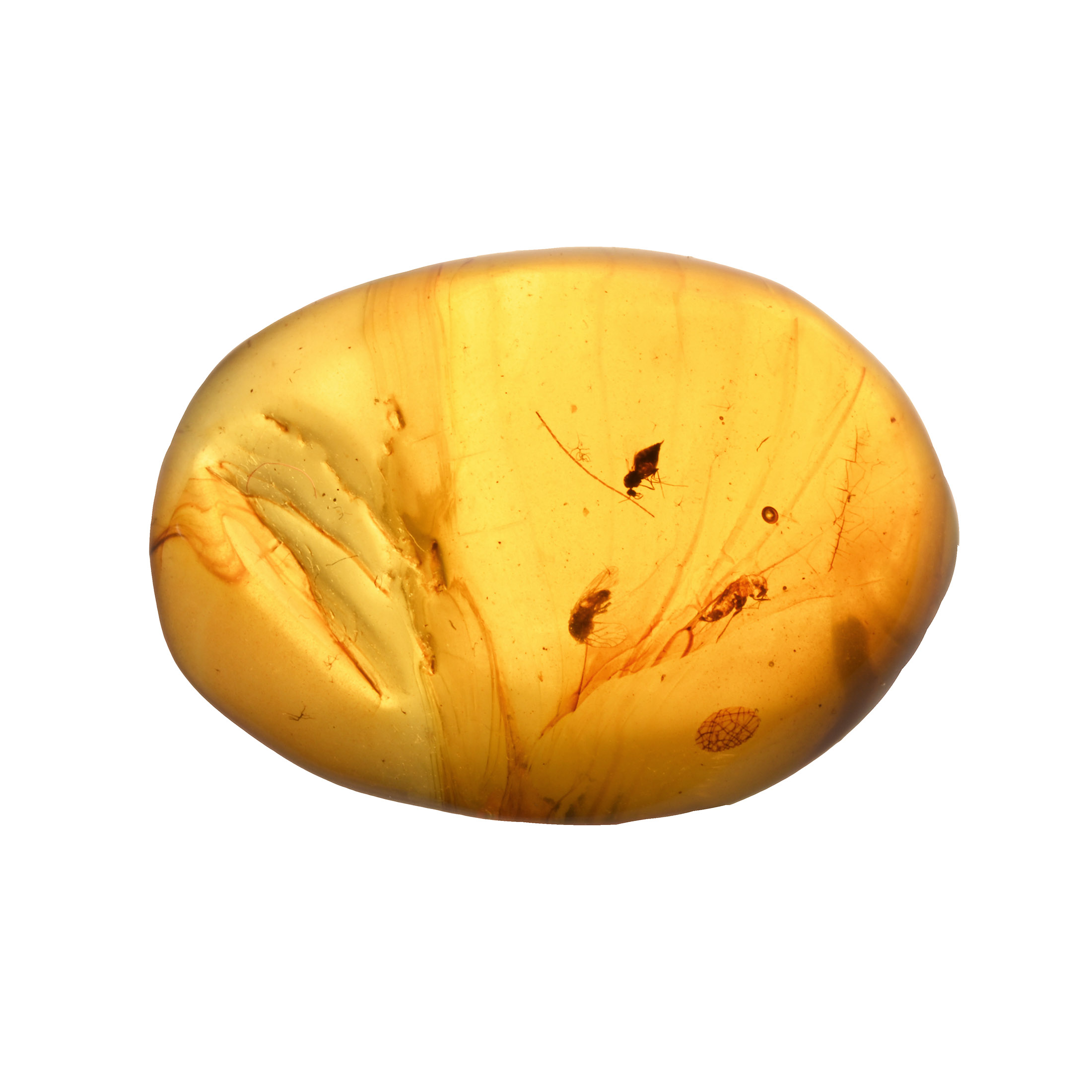 Natural History - Polished Amber with Insect Inclusions