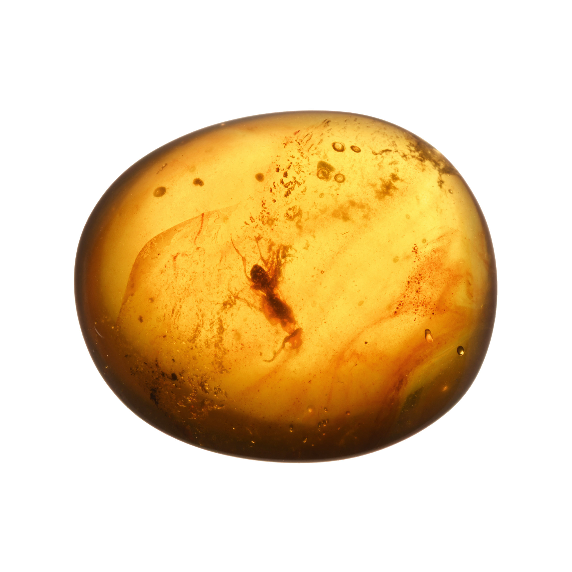 Natural History - Polished Amber with Insect Inclusions