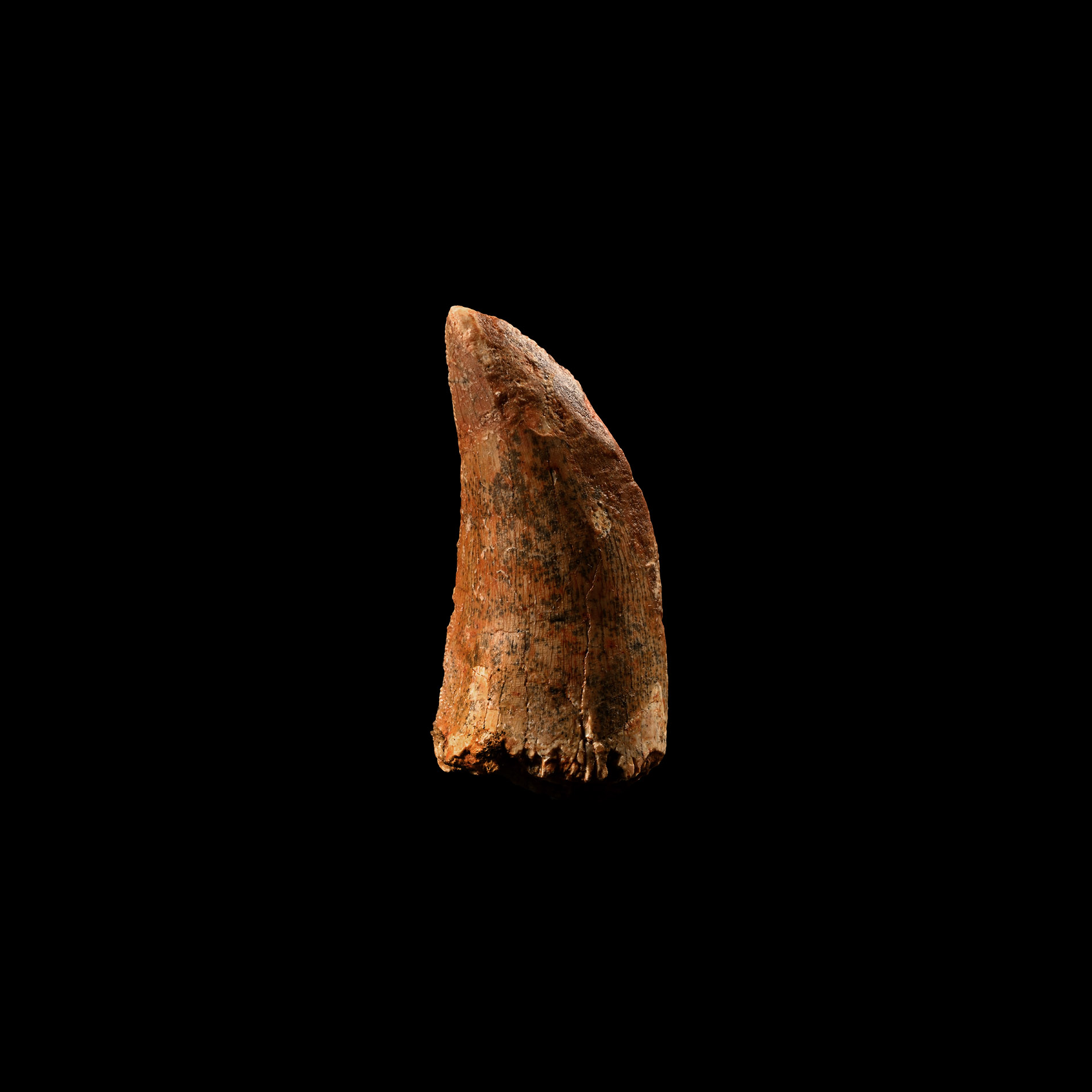 Natural History - African 'T-Rex' Dinosaur Tooth