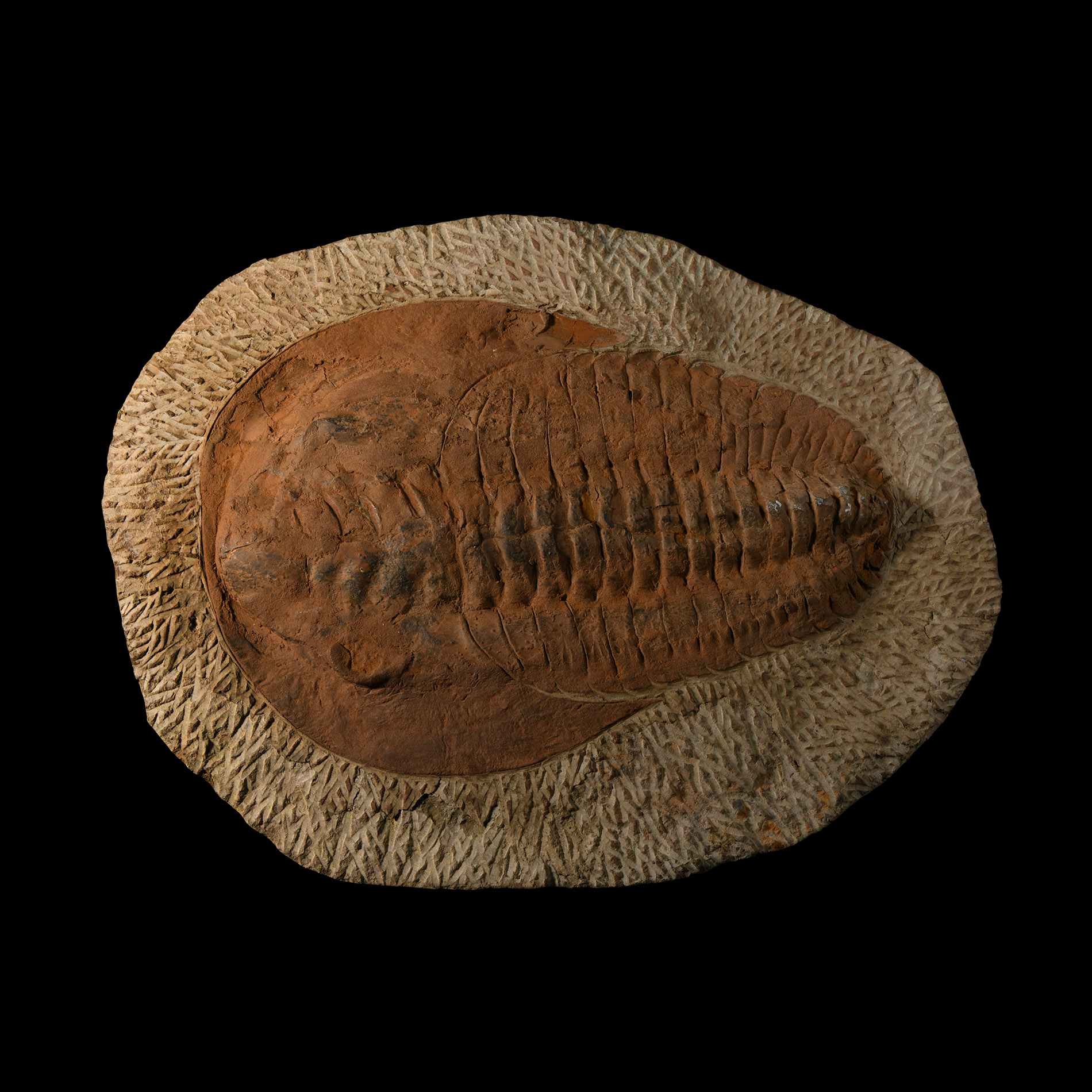 Natural History - Large Fossil Cambropallas Trilobite