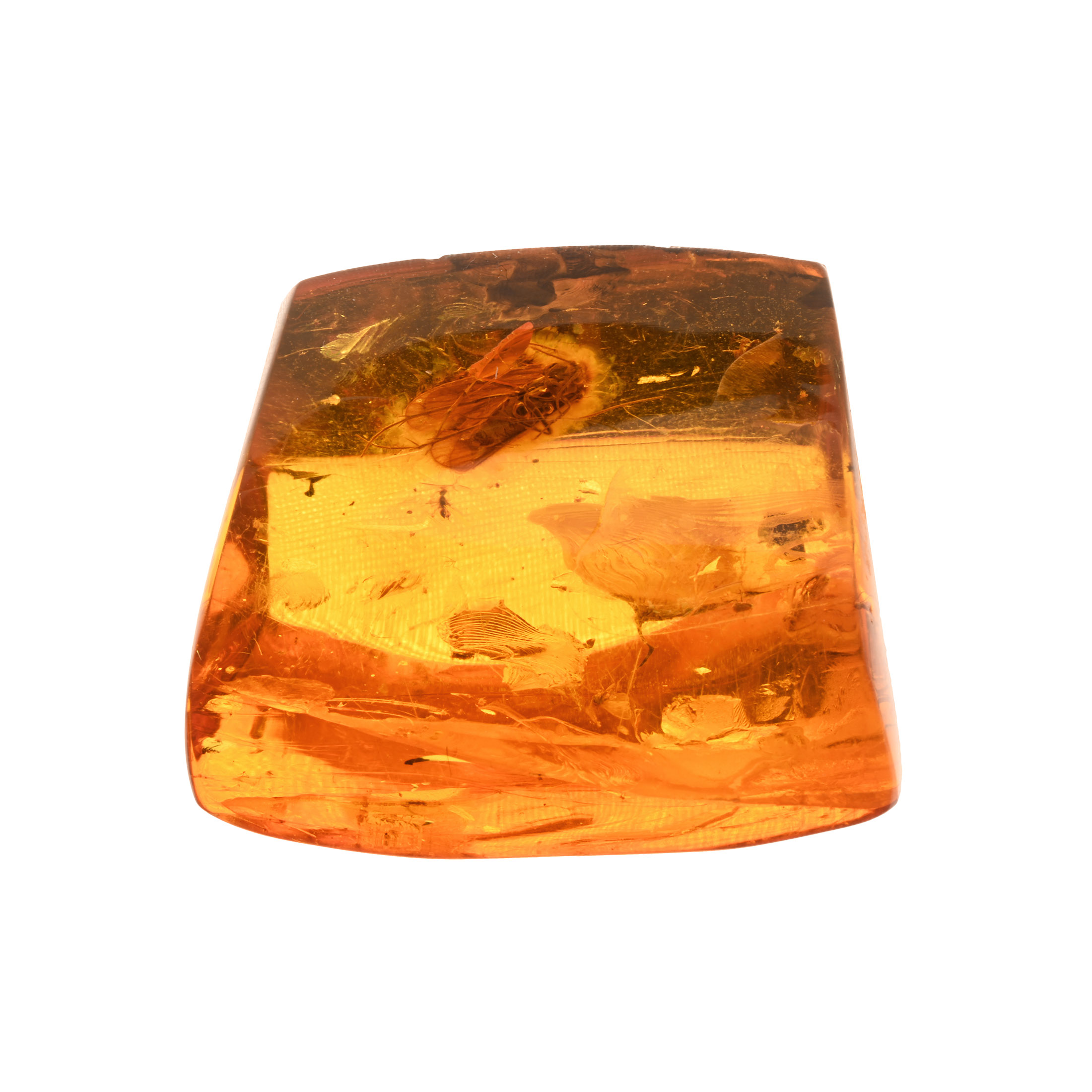 Natural History - Polished Amber with Insect Inclusion