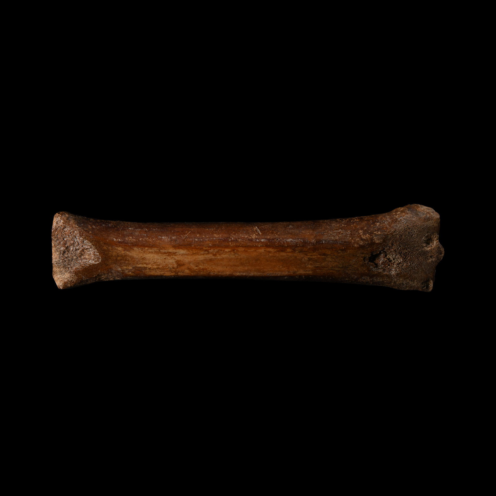 Medieval 'Thames' Bone Ice Skate