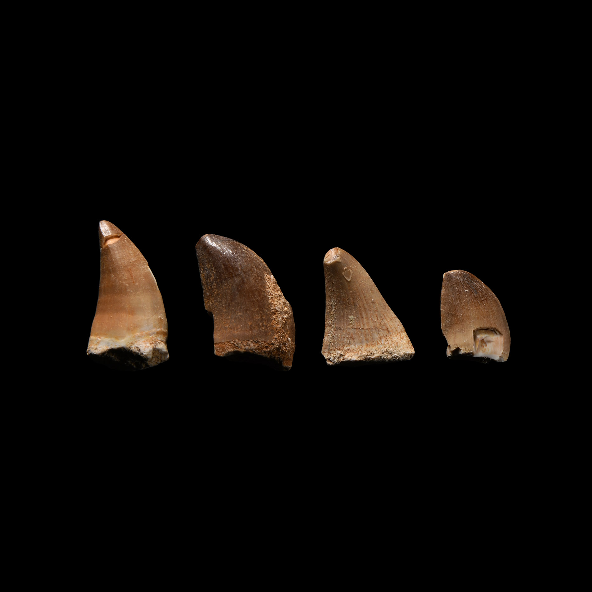 Natural History - Fossil Mosasaur Marine Dinosaur Tooth Collection