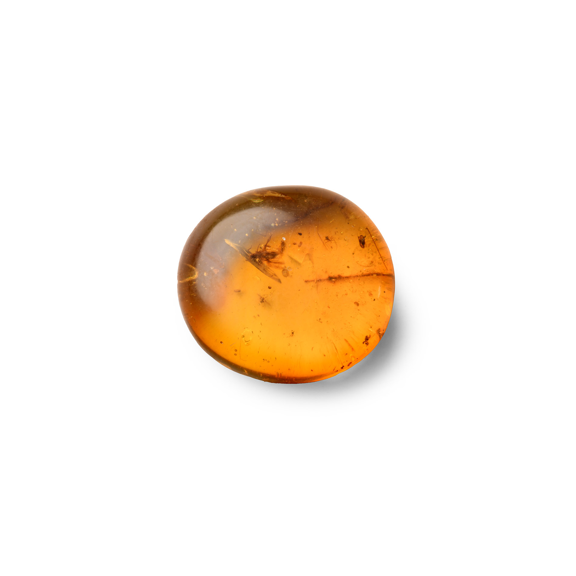Natural History - Amber with Insect Inclusions