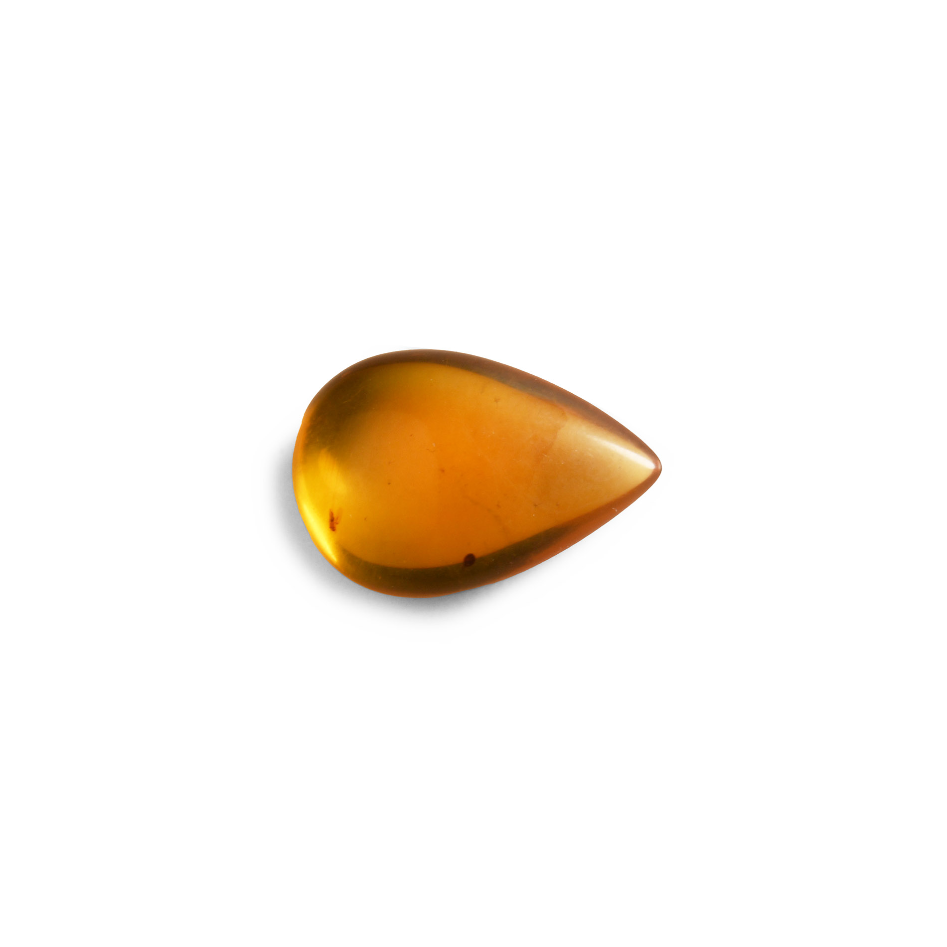 Natural History - Amber with Insect Inclusions