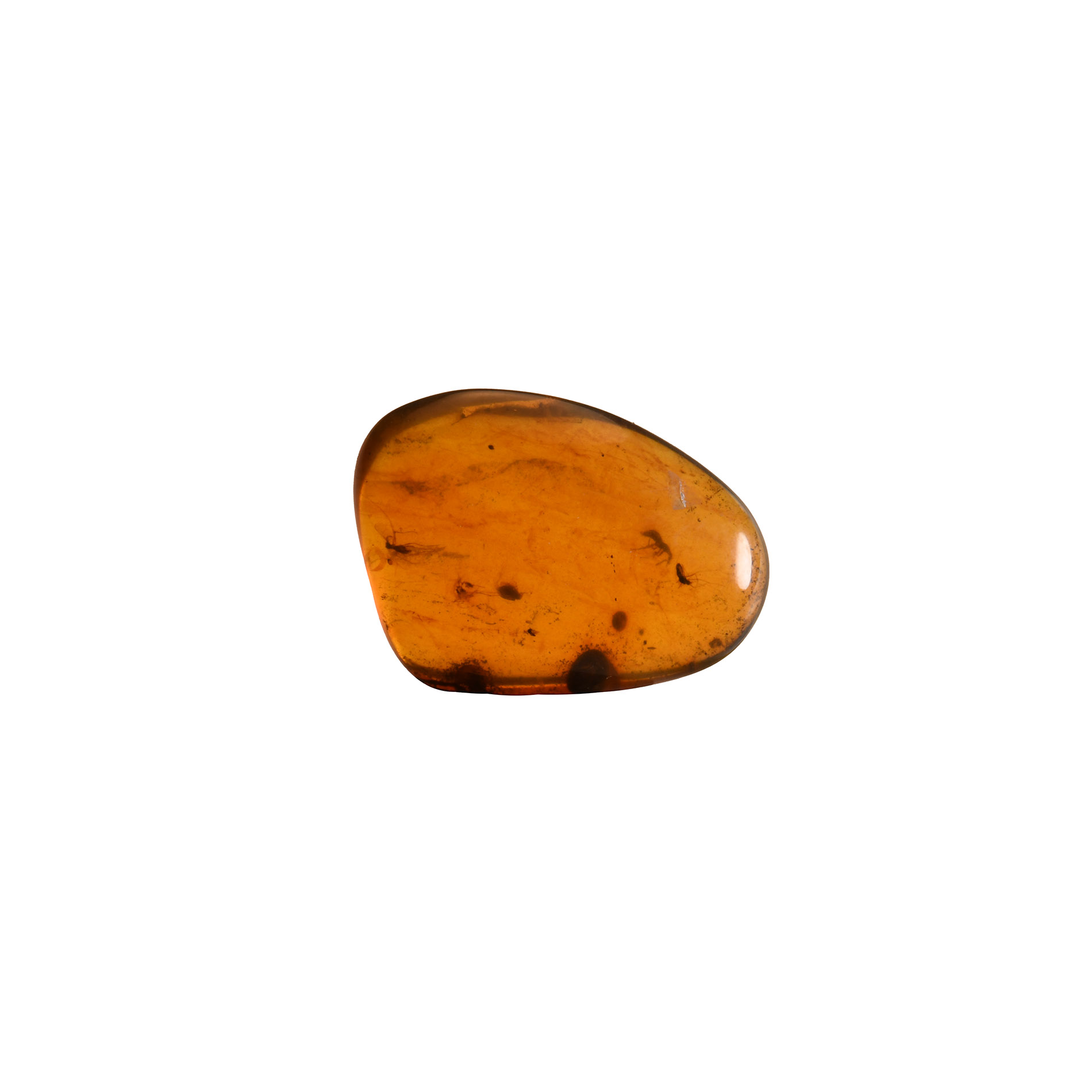 Natural History - Amber with Insect Inclusions