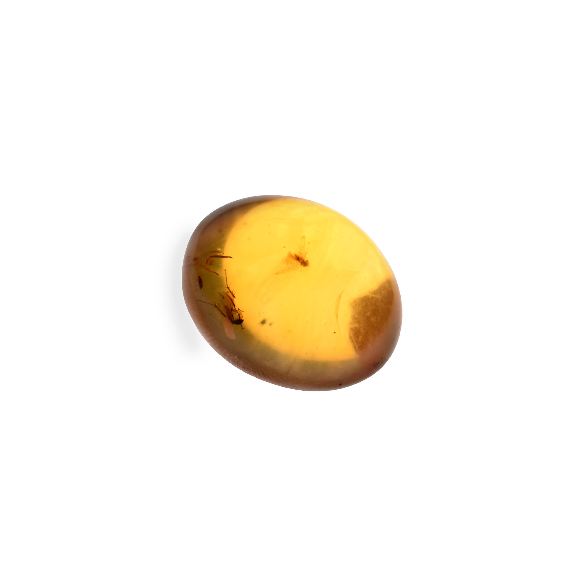 Natural History - Amber with Insect Inclusions