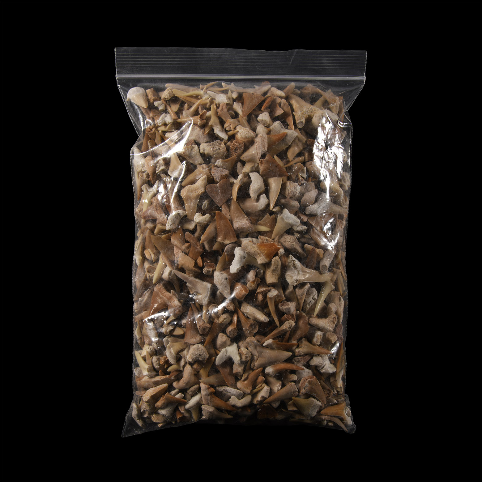 Natural History - Extinct Fossil Shark and Other Tooth Collection