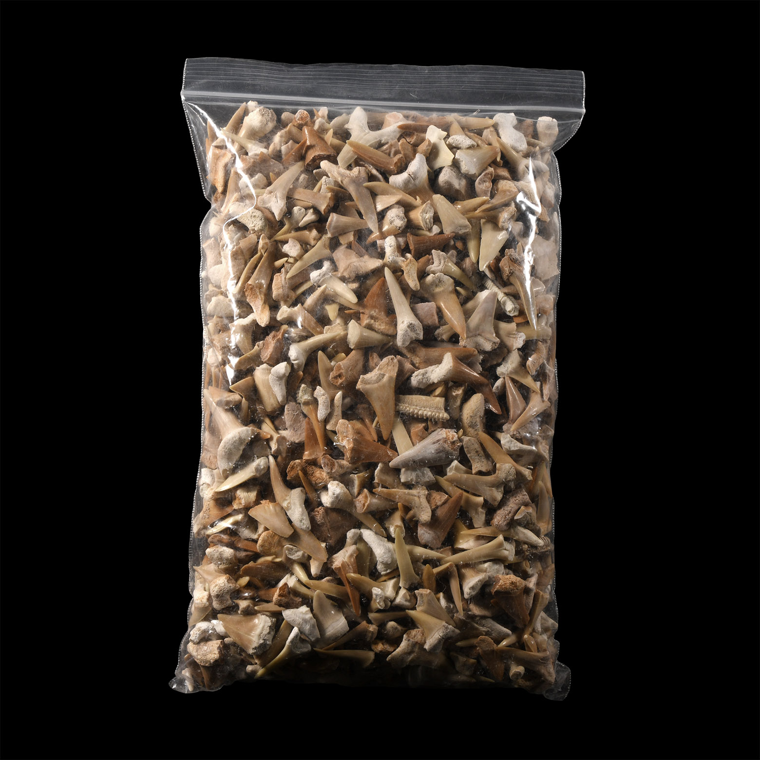 Natural History - Extinct Fossil Shark and Other Tooth Collection