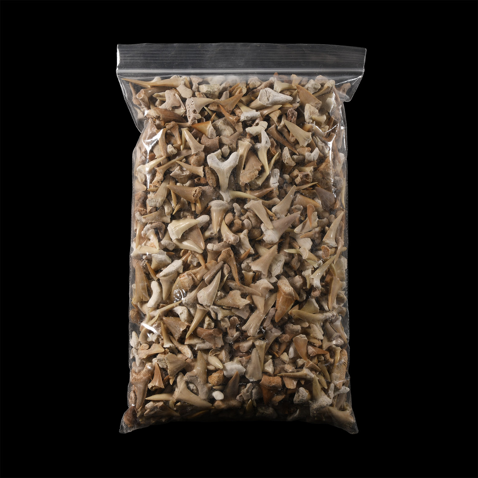Natural History - Extinct Fossil Shark and Other Tooth Collection