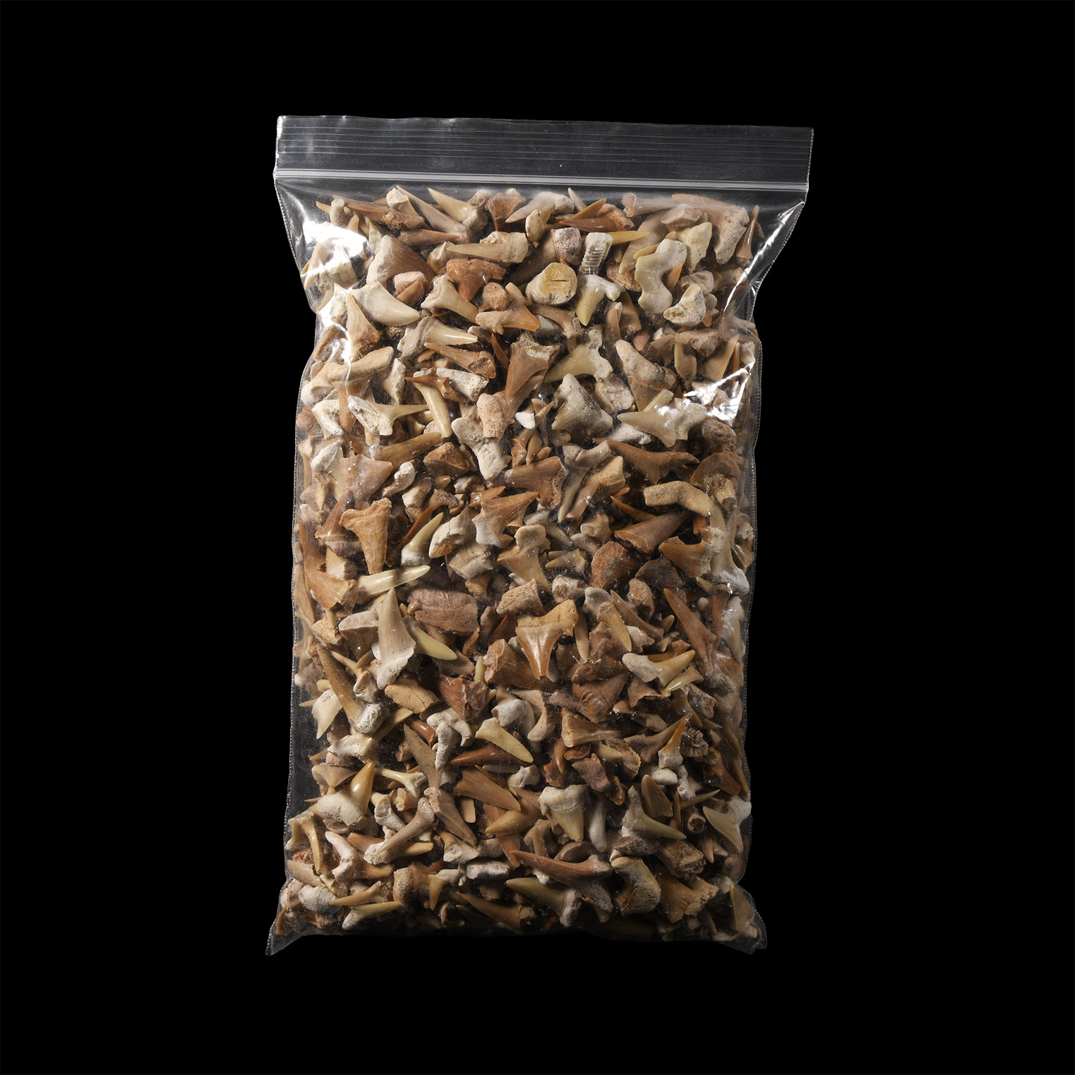 Natural History - Extinct Fossil Shark and Other Tooth Collection