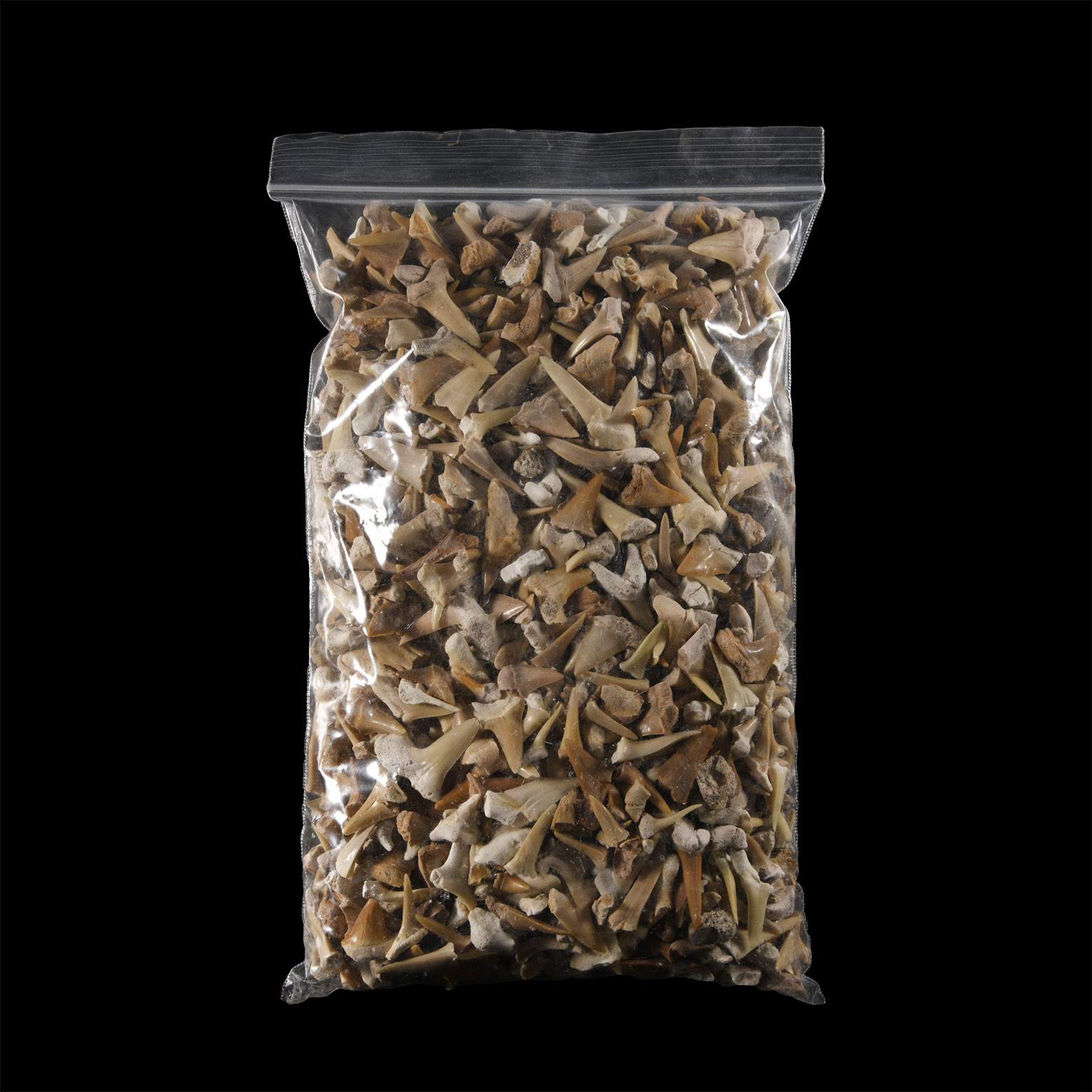Natural History - Extinct Fossil Shark and Other Tooth Collection
