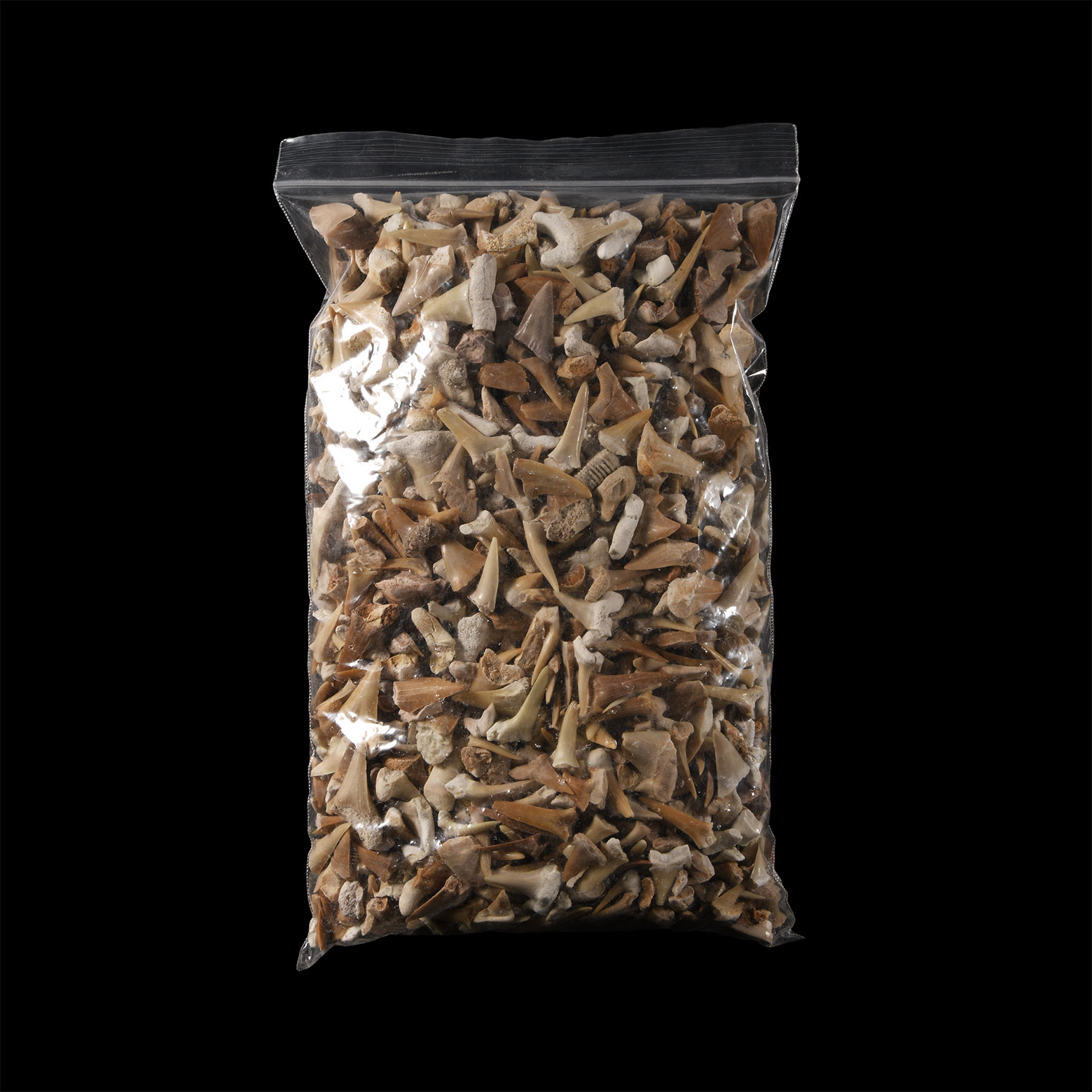 Extinct Fossil Shark and Other Tooth Collection