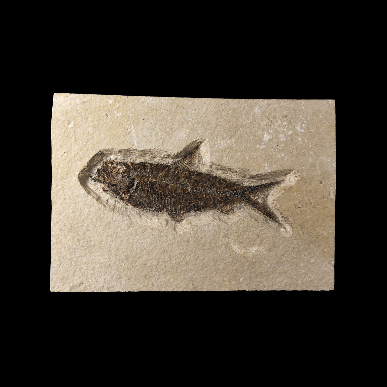 Natural History - Knightia Fossil Fish in Matrix