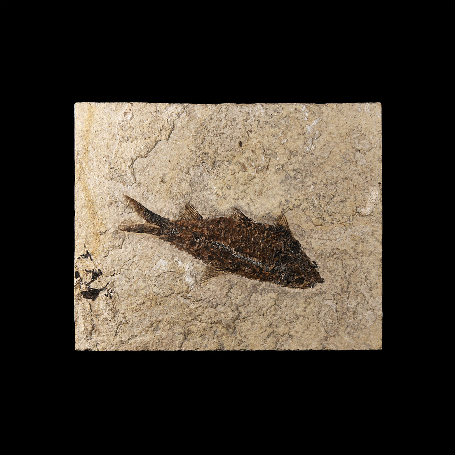 Natural History - Knightia Fossil Fish in Matrix