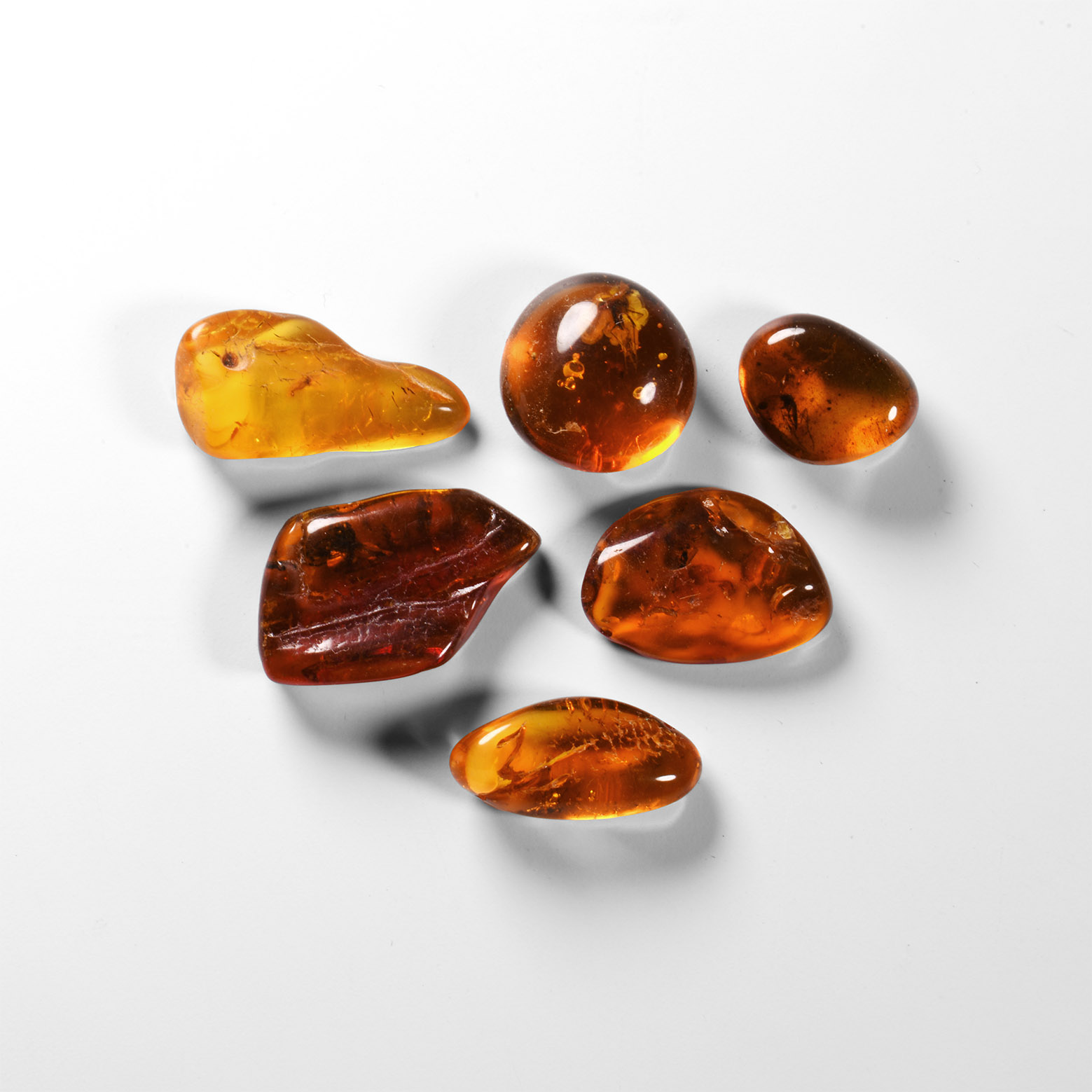 Natural History - Insects in Baltic Amber Group