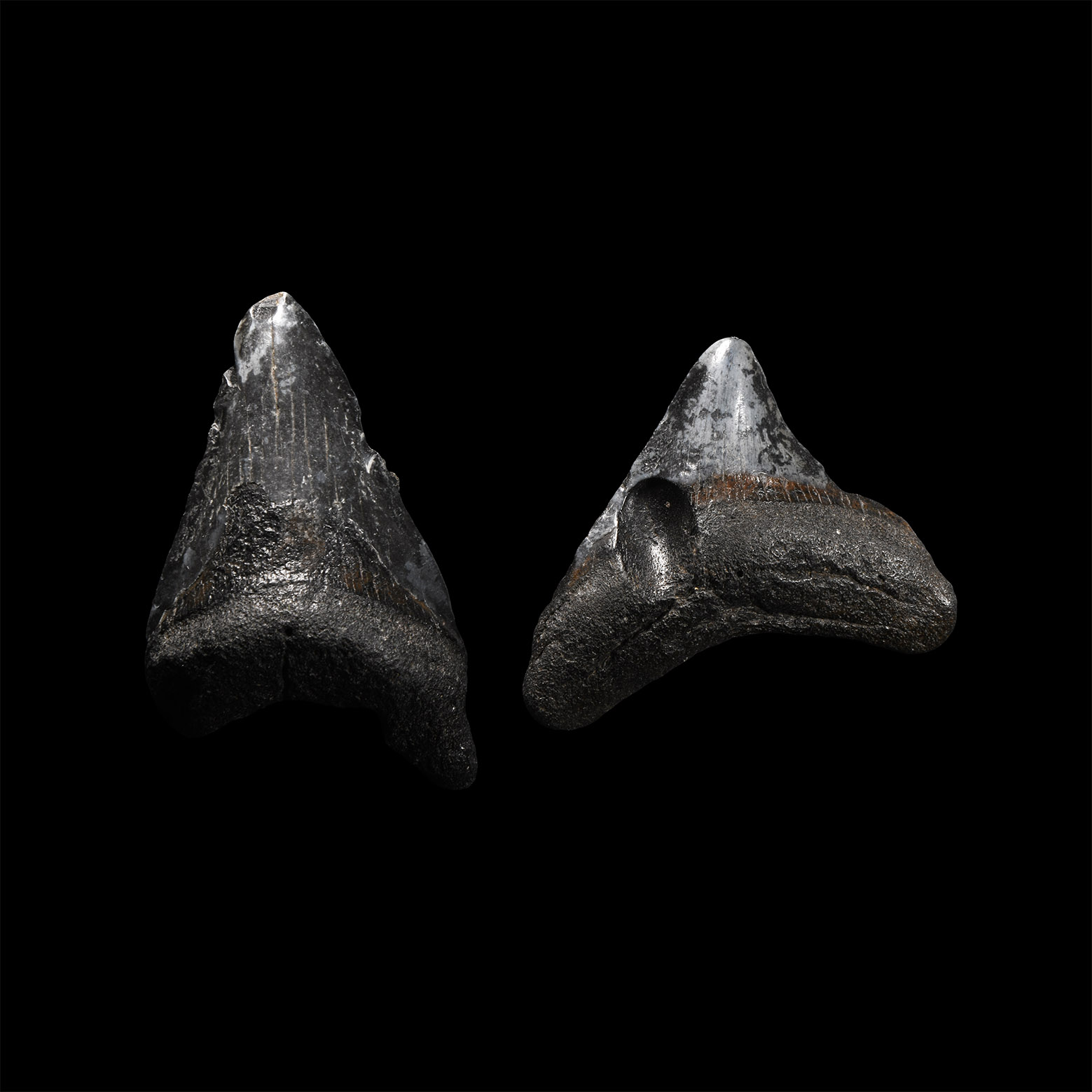Natural History - Juvenile Megalodon Giant Shark Fossil Tooth Pair