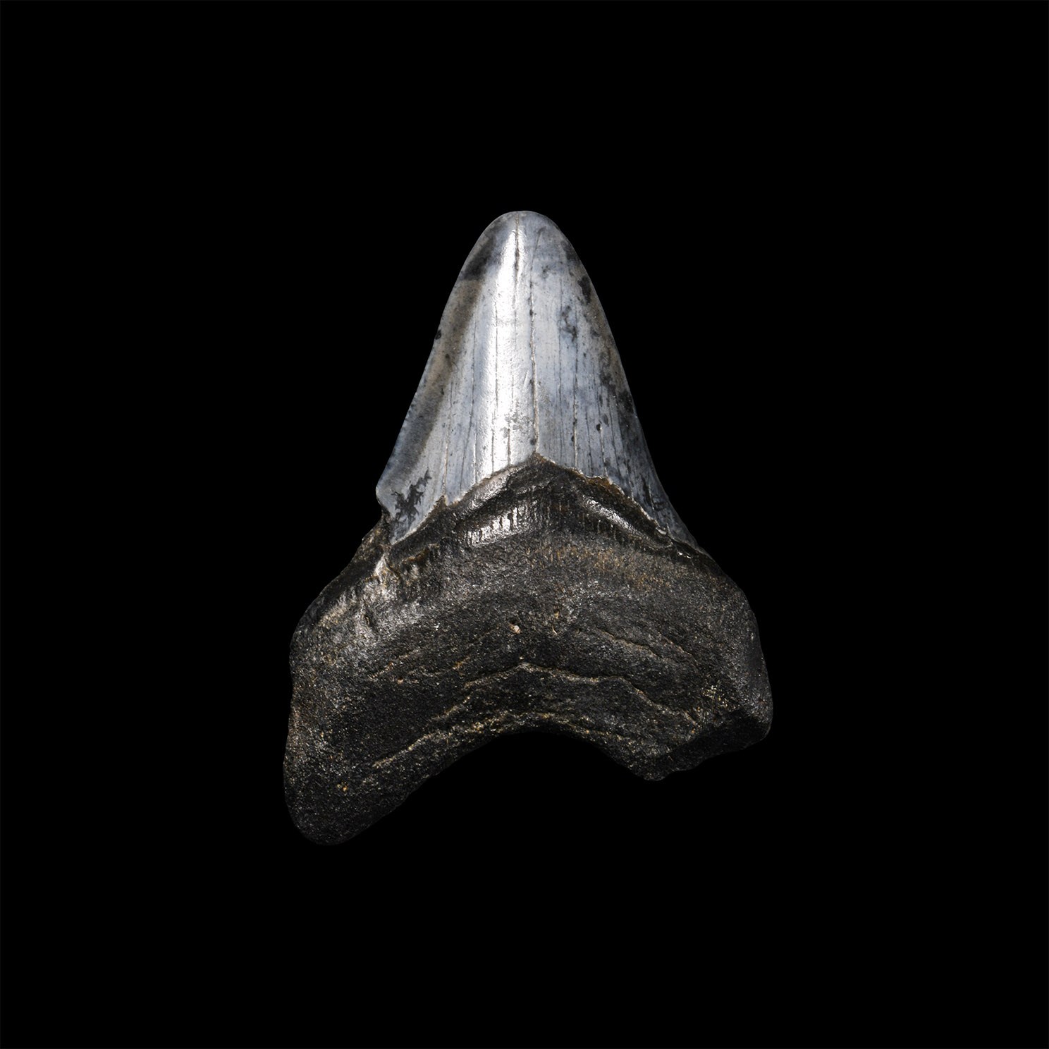Natural History - Juvenile Megalodon Giant Shark Fossil Tooth