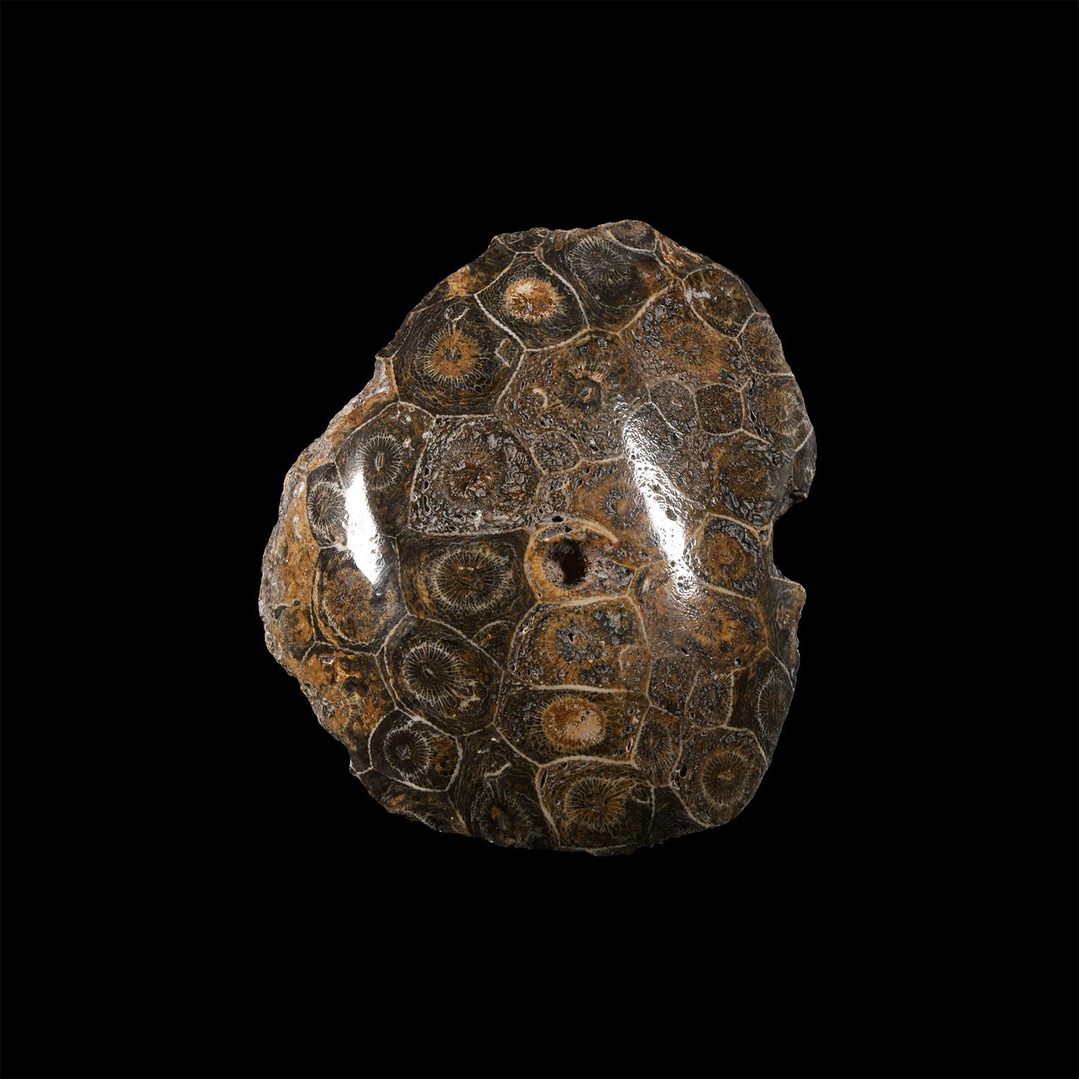 Natural History - Fossil Hexagonaria Coral