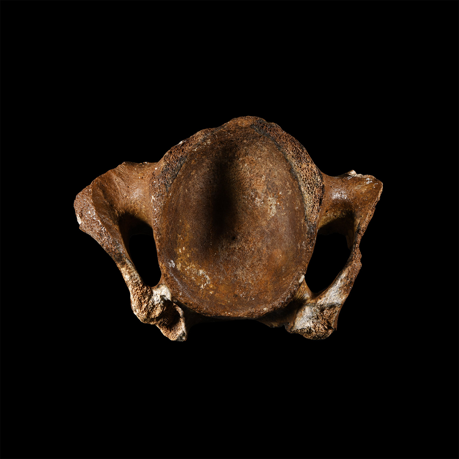 Natural History - Fossil Woolly Rhinoceros Vertebra