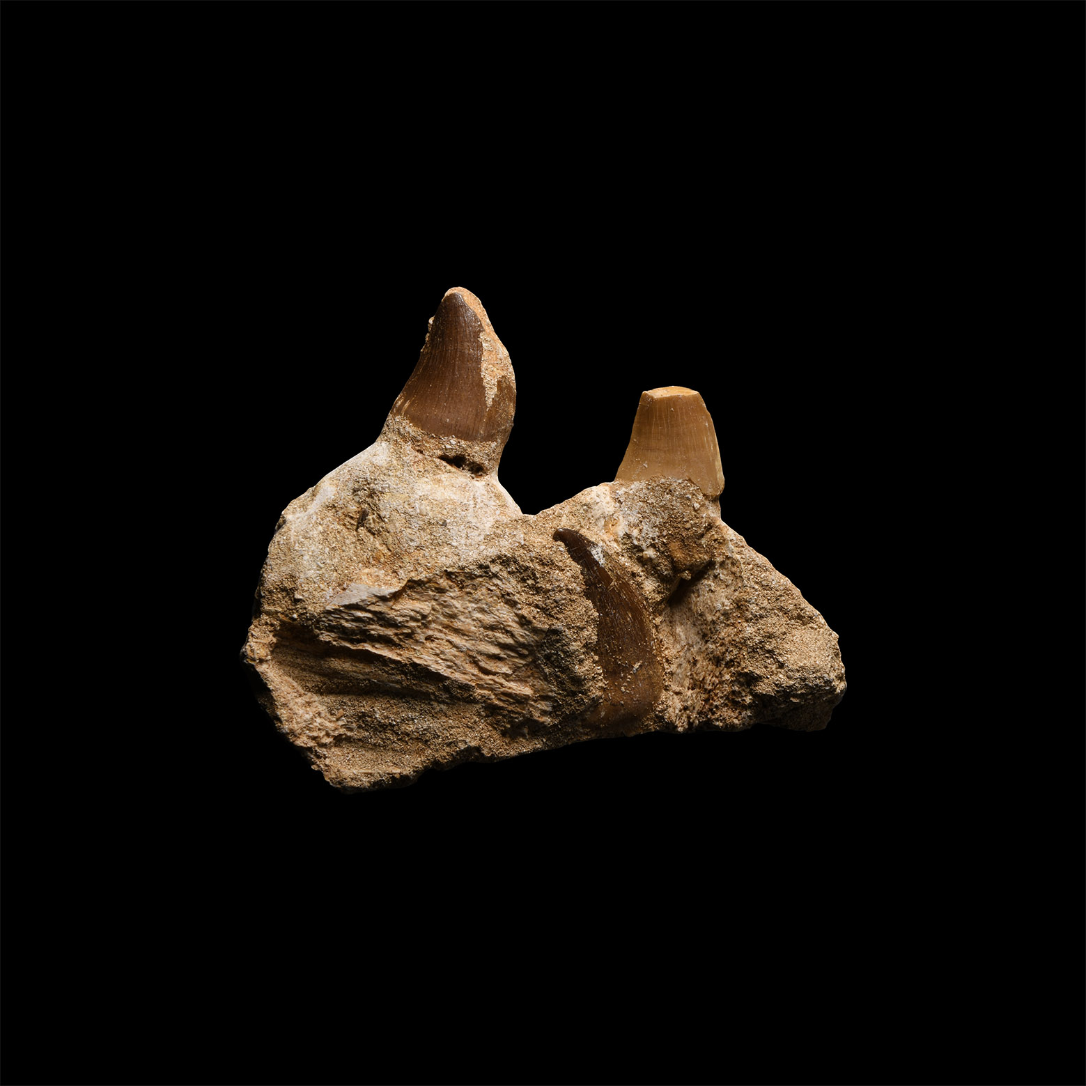 Natural History - Mosasaur Fossil Jaw Section
