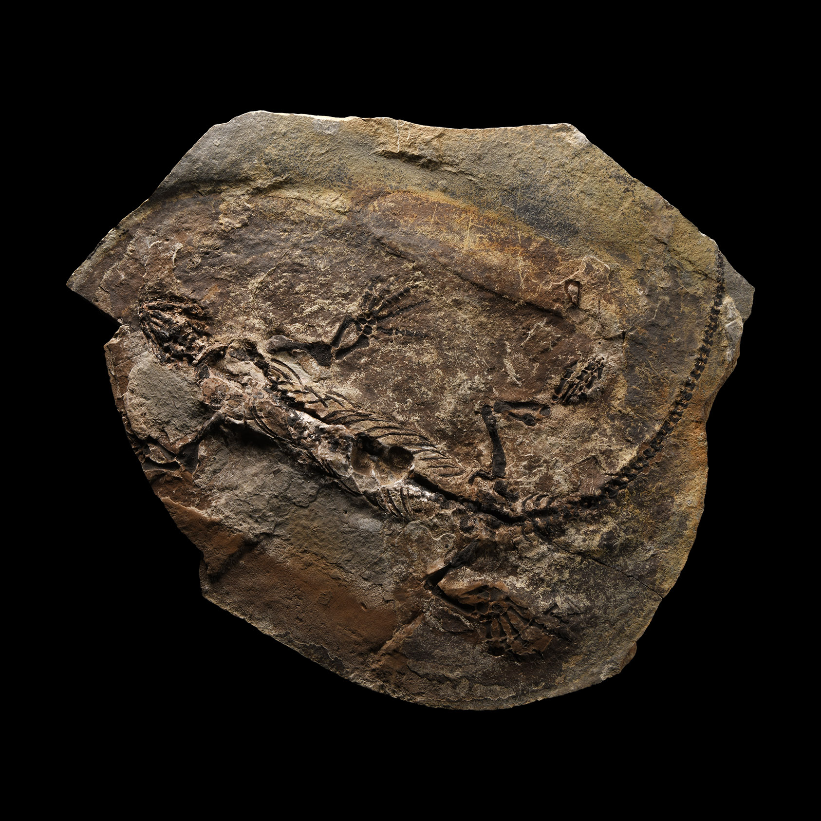 Natural History - Fossil Barasaurus Skeleton