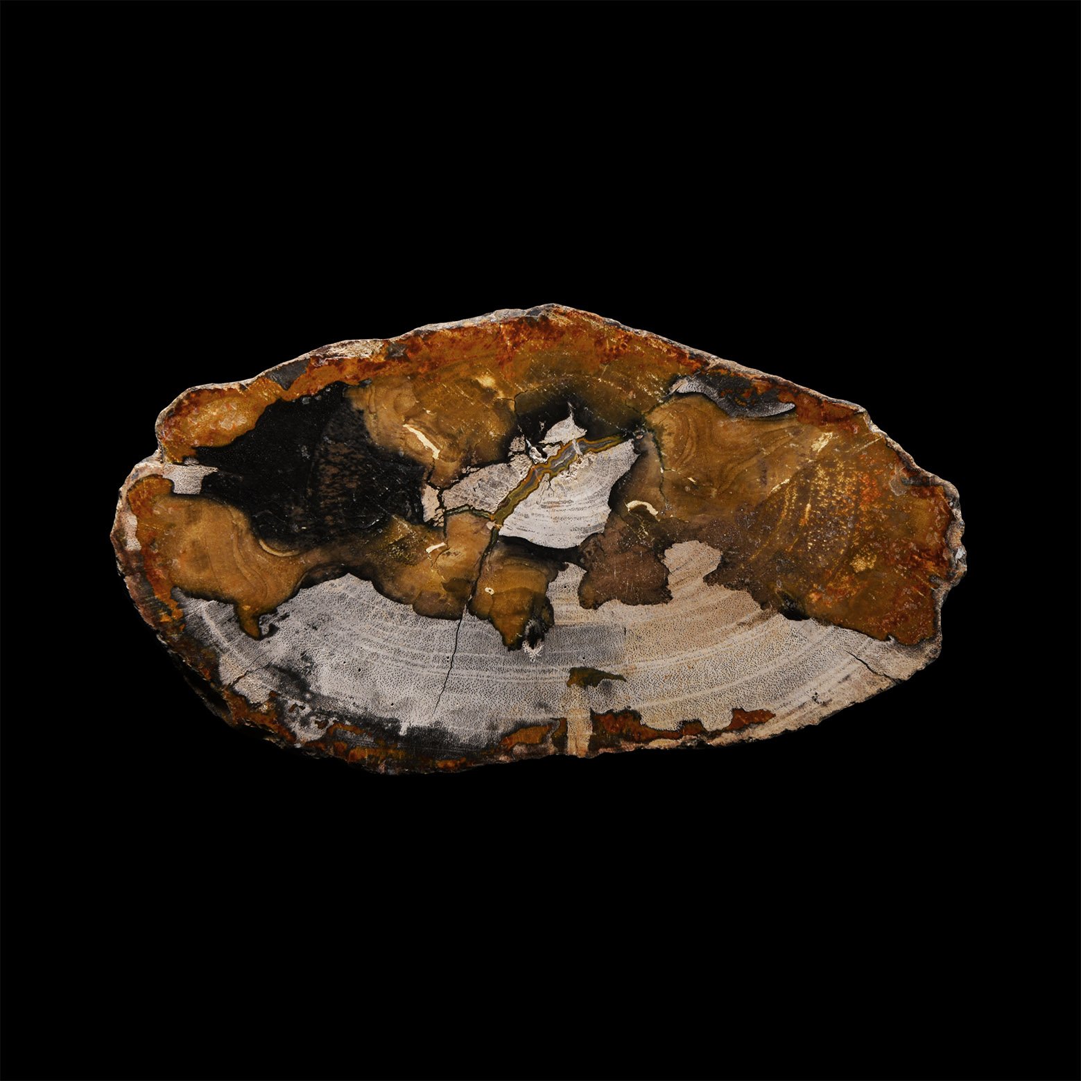 Natural History - Fossil Wood Slice