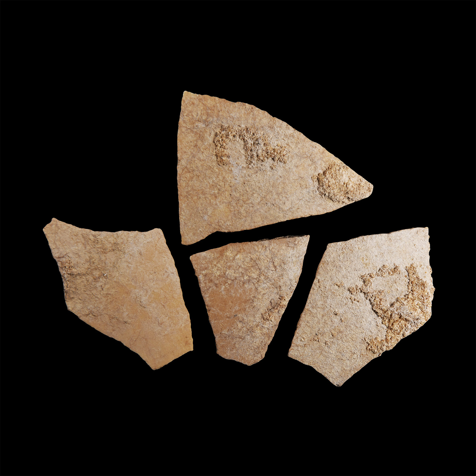 Natural History - Giant Elephant Bird Eggshell Group