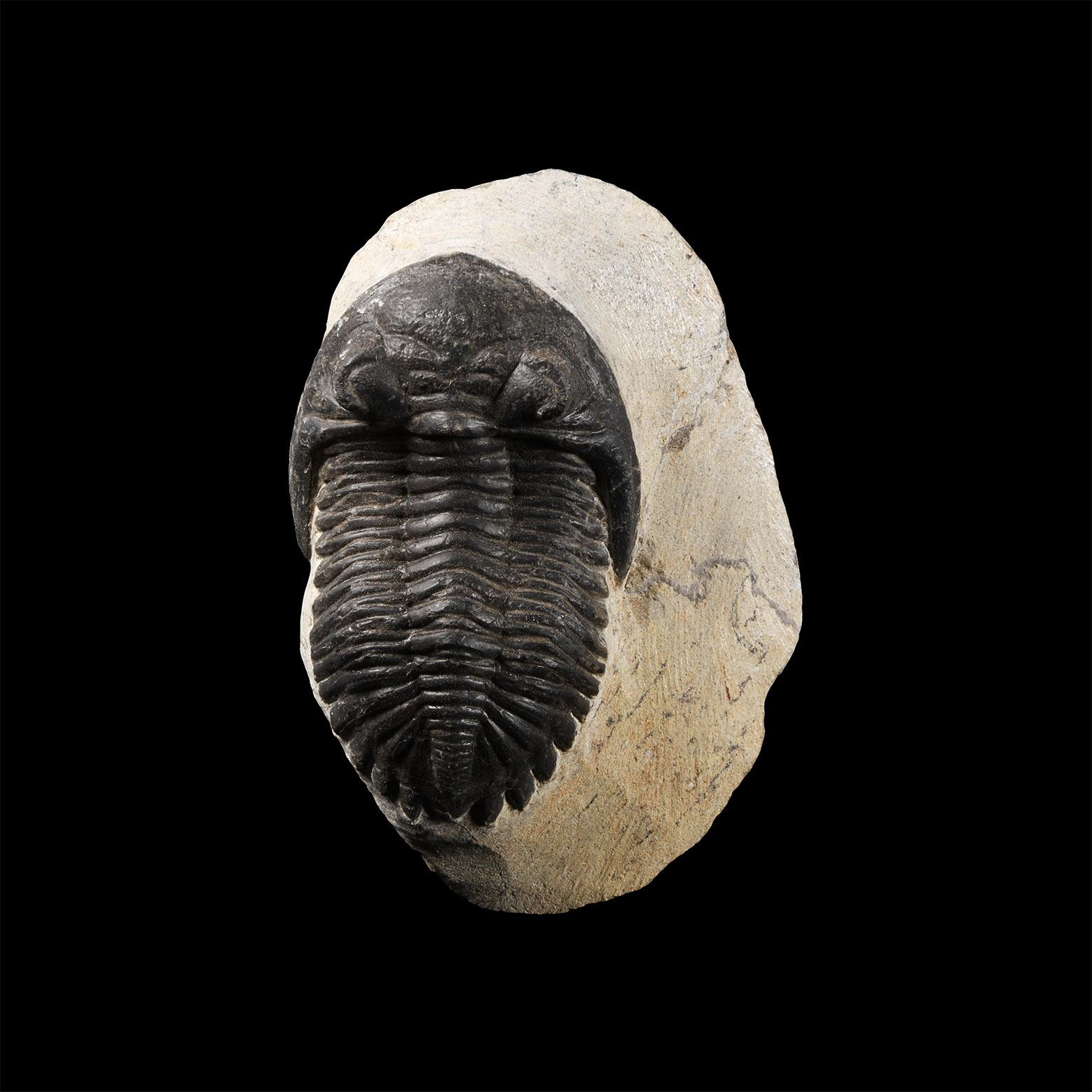 Natural History - Barrandei Fossil Trilobite