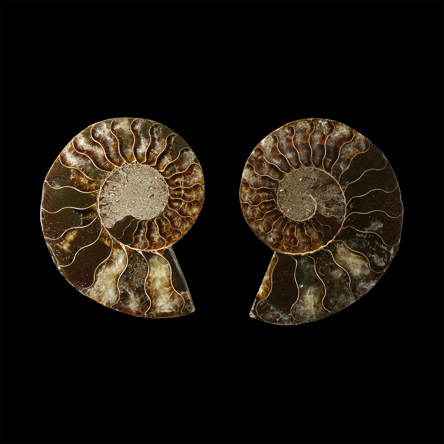 Natural History - Cut and Polished Fossil Ammonite Halves