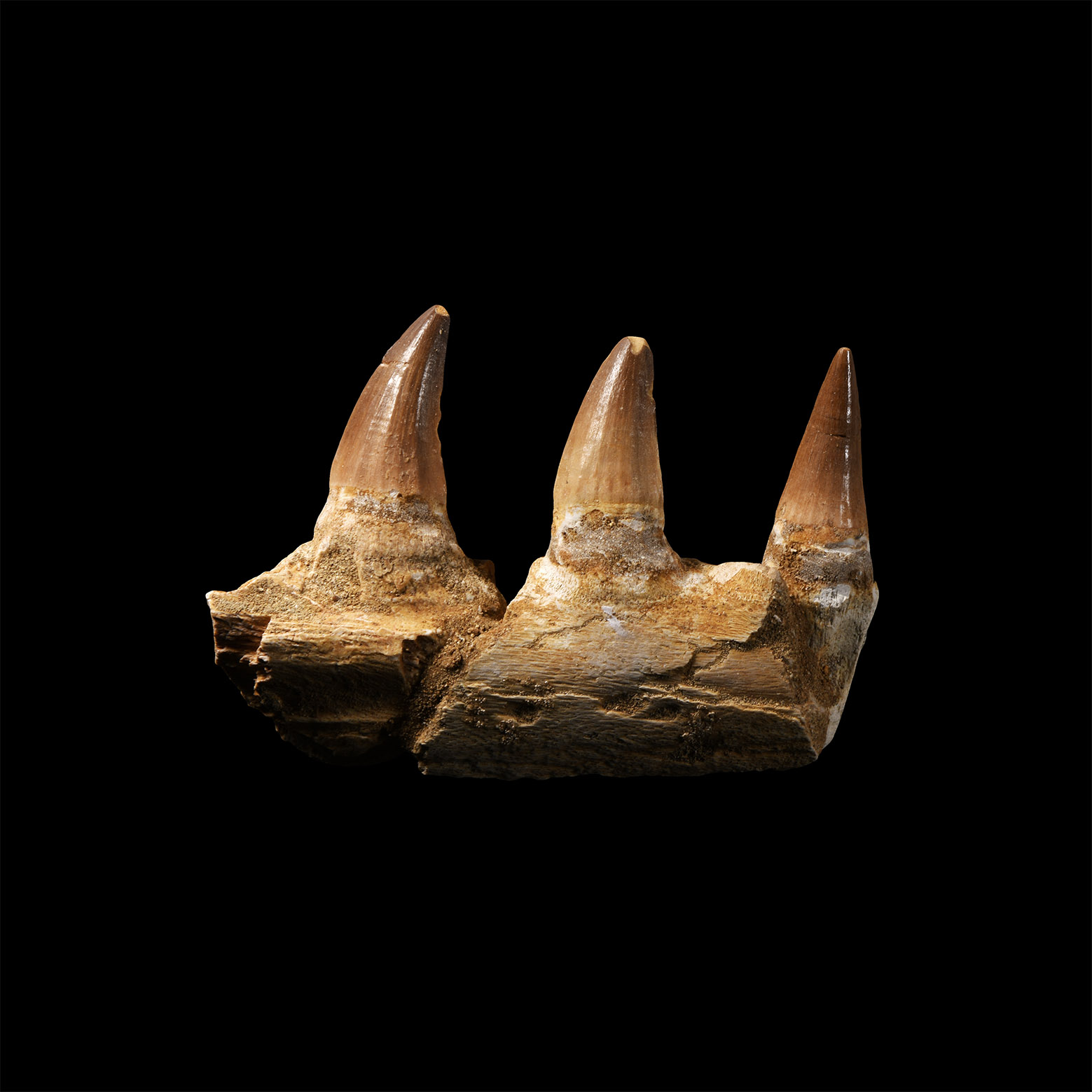 Natural History - Mosasaur Fossil Jaw Section