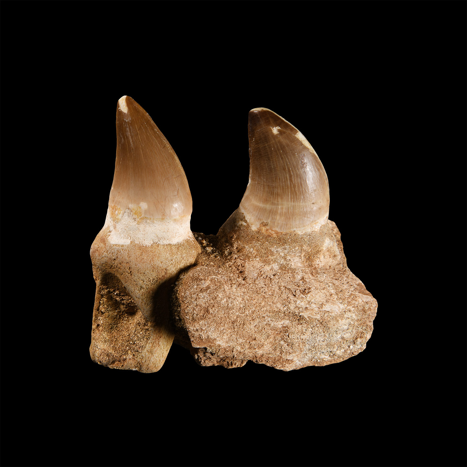 Natural History - Mosasaur Fossil Jaw Section