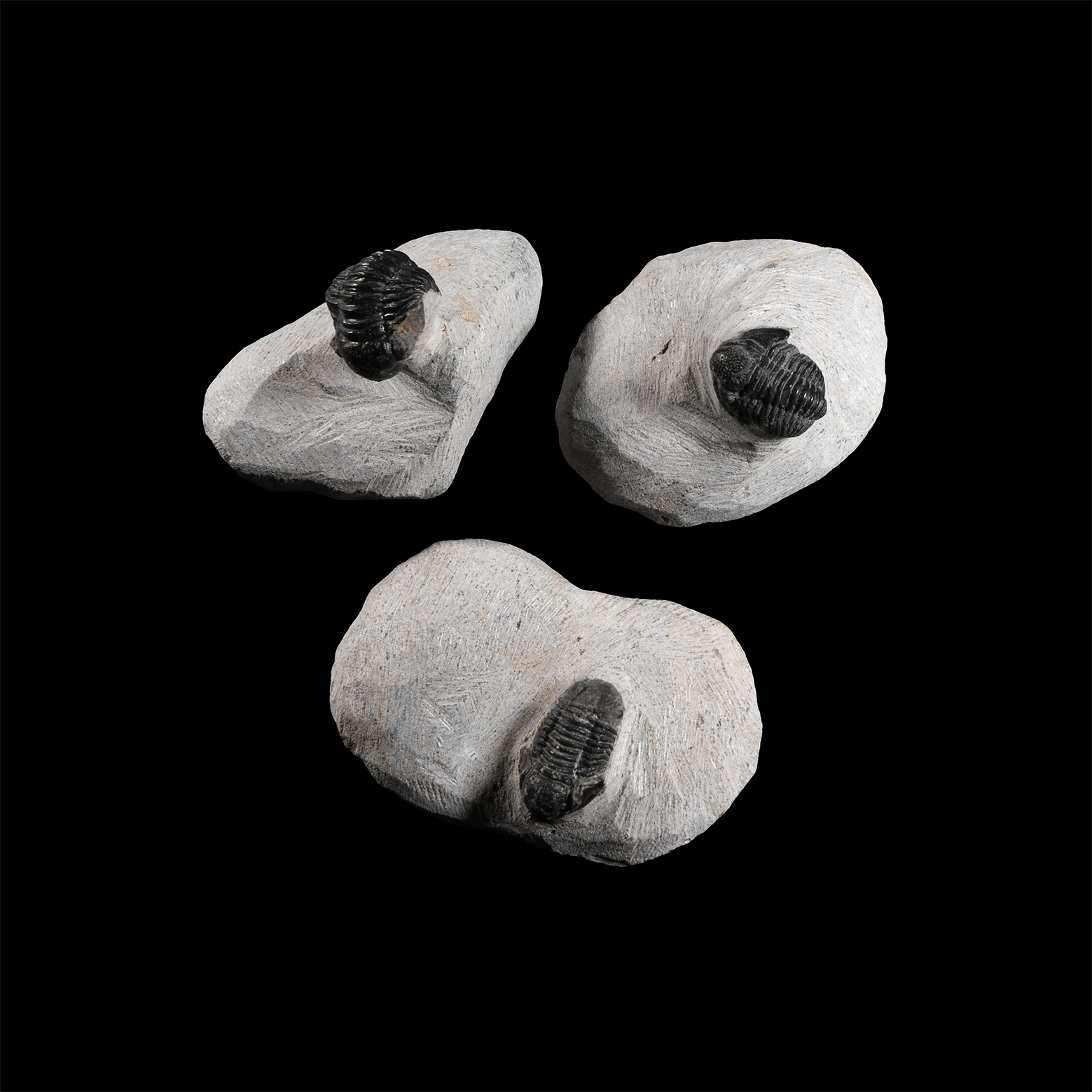 Natural History - Fossil Morocops Trilobite Group