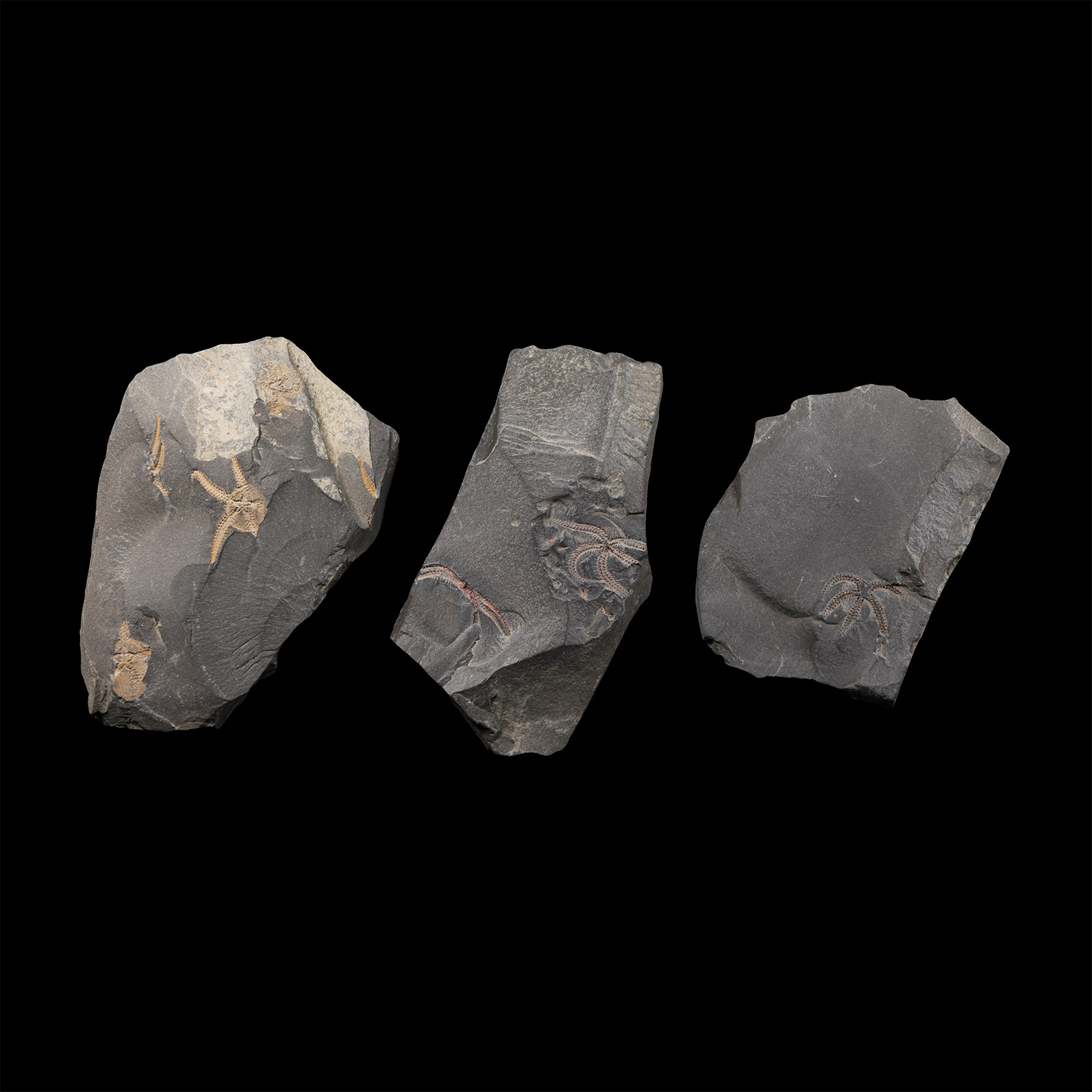 Natural History - Fossil Brittle Star Group