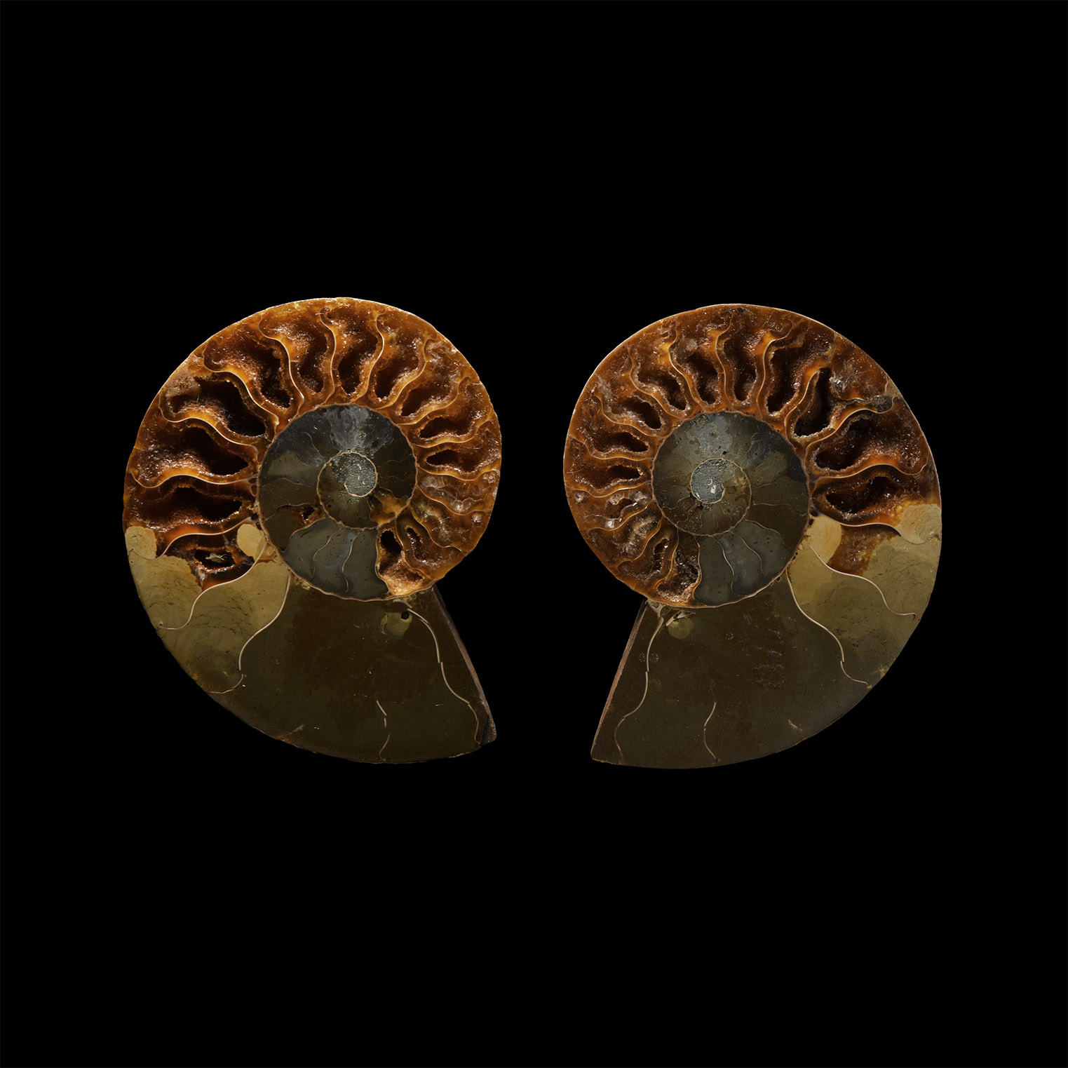 Natural History - Cut Fossil Ammonite Halves
