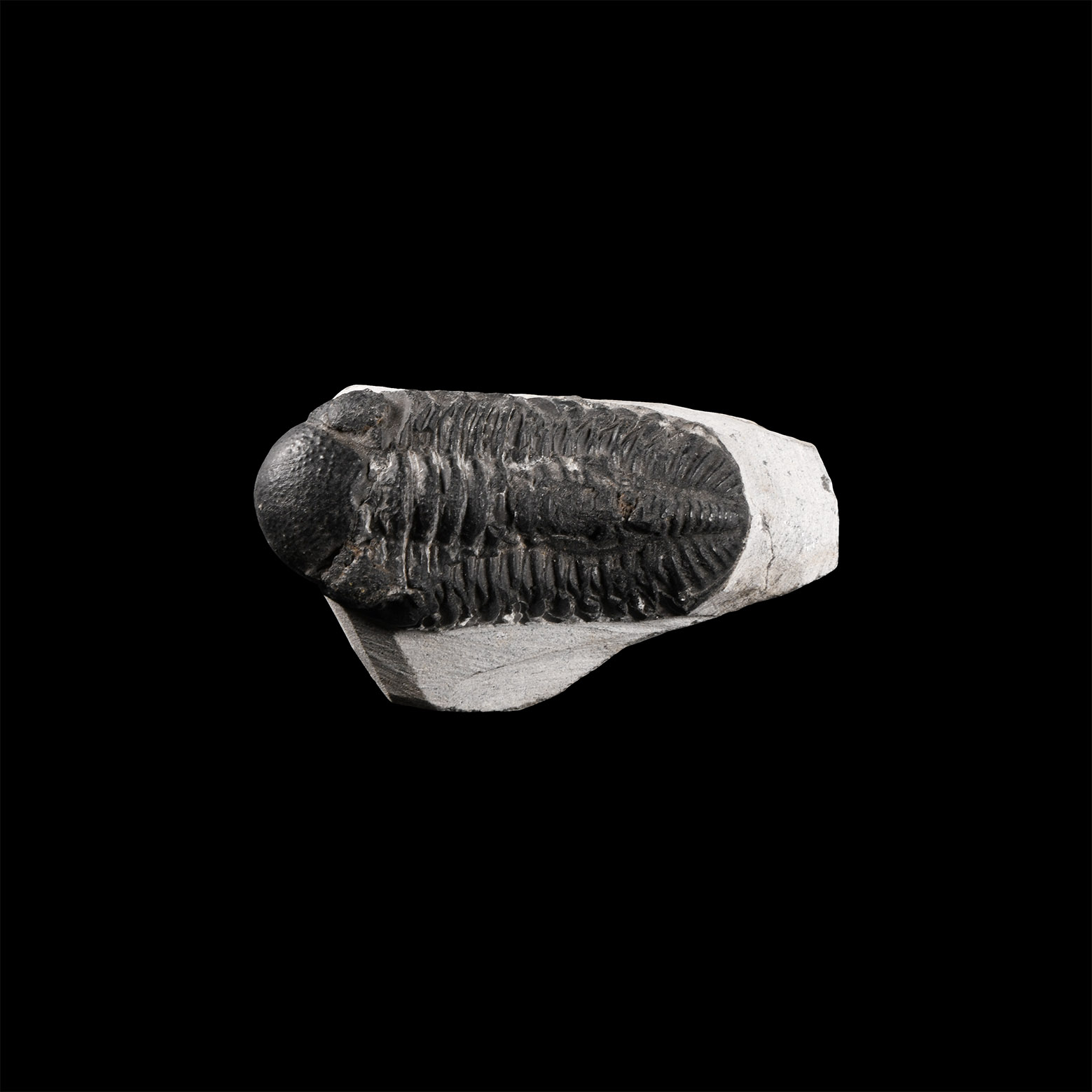 Natural History - Fossil Mesacristata Trilobite