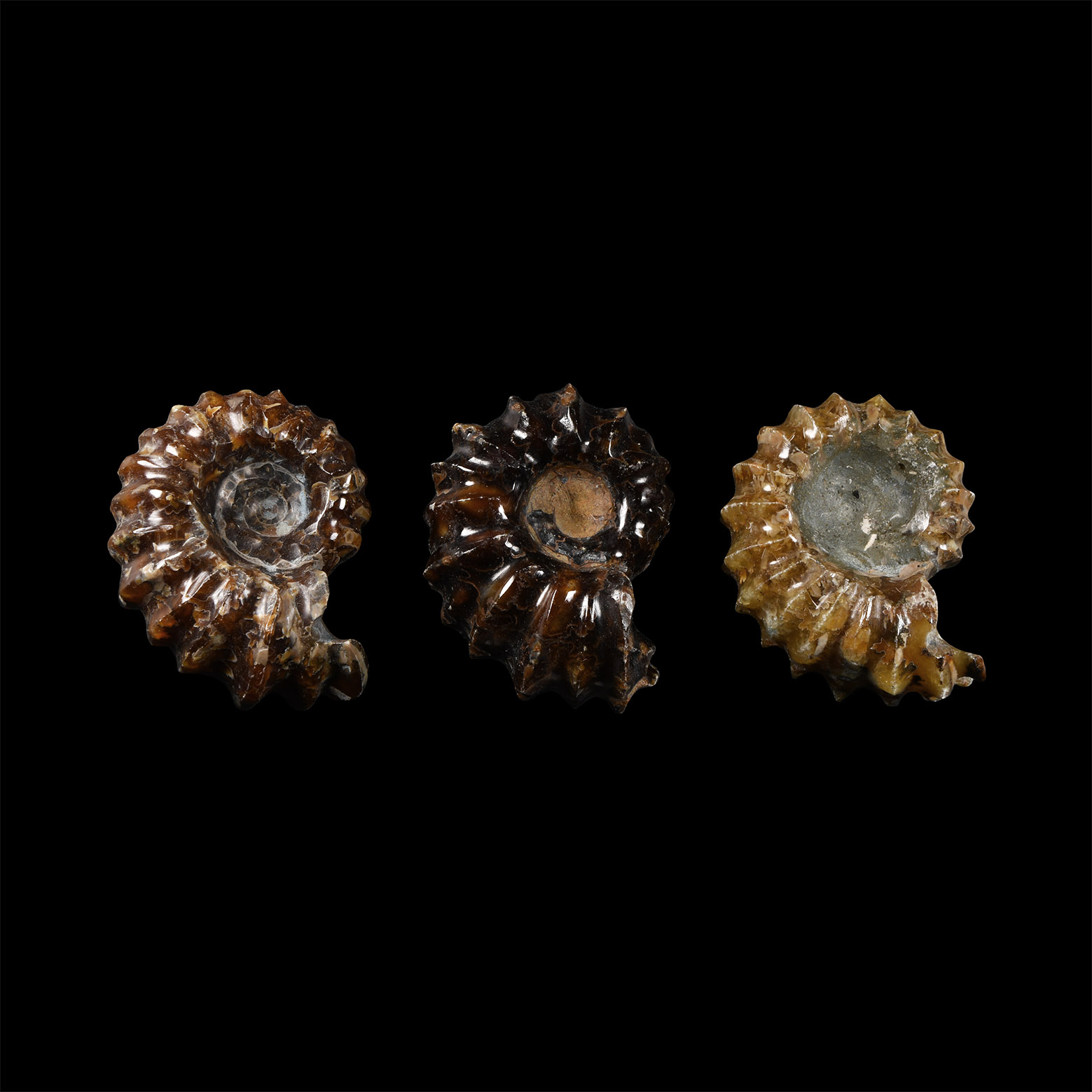 Natural History - Polished Douvilleiceras Ammonite Group