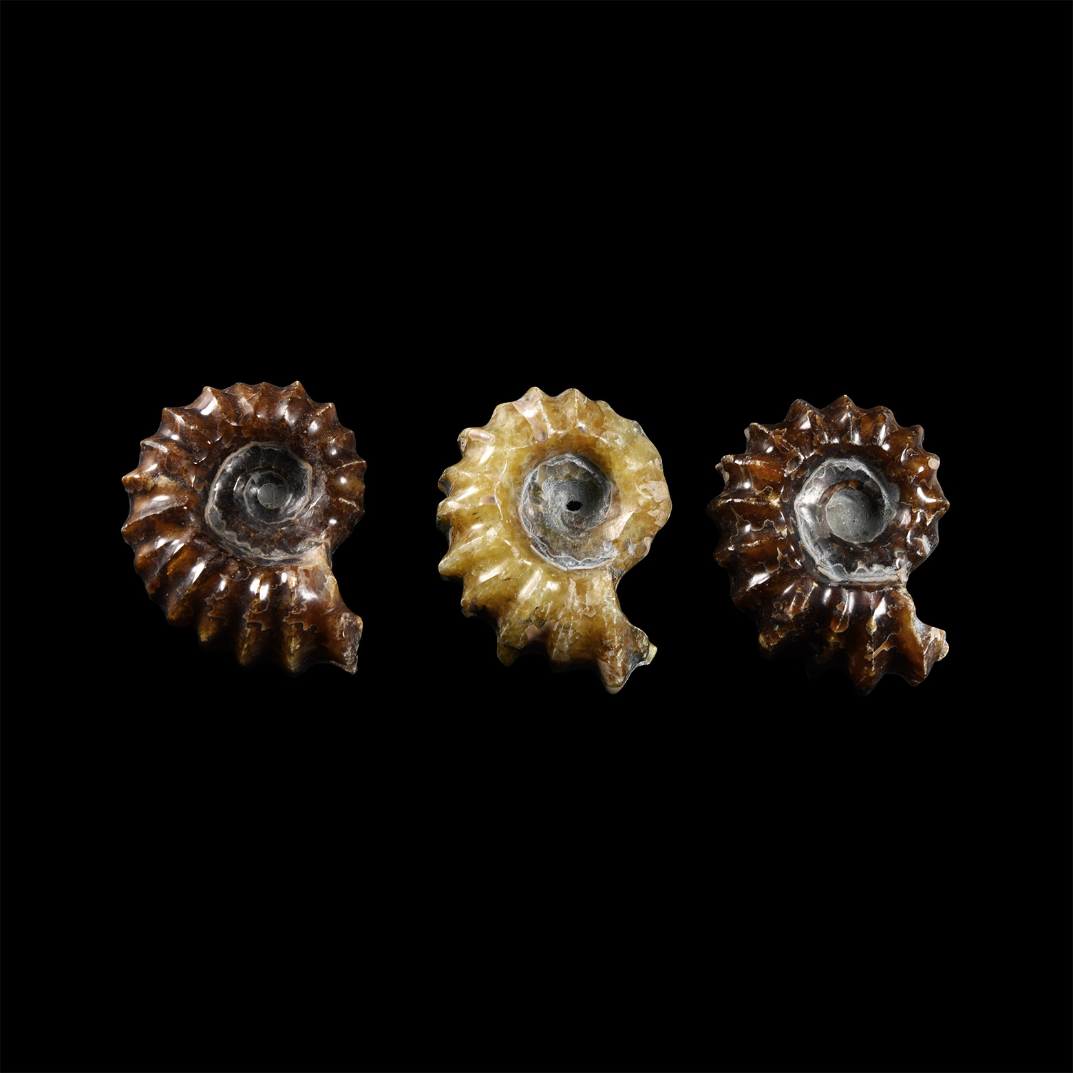 Natural History - Polished Douvilleiceras Ammonite Group