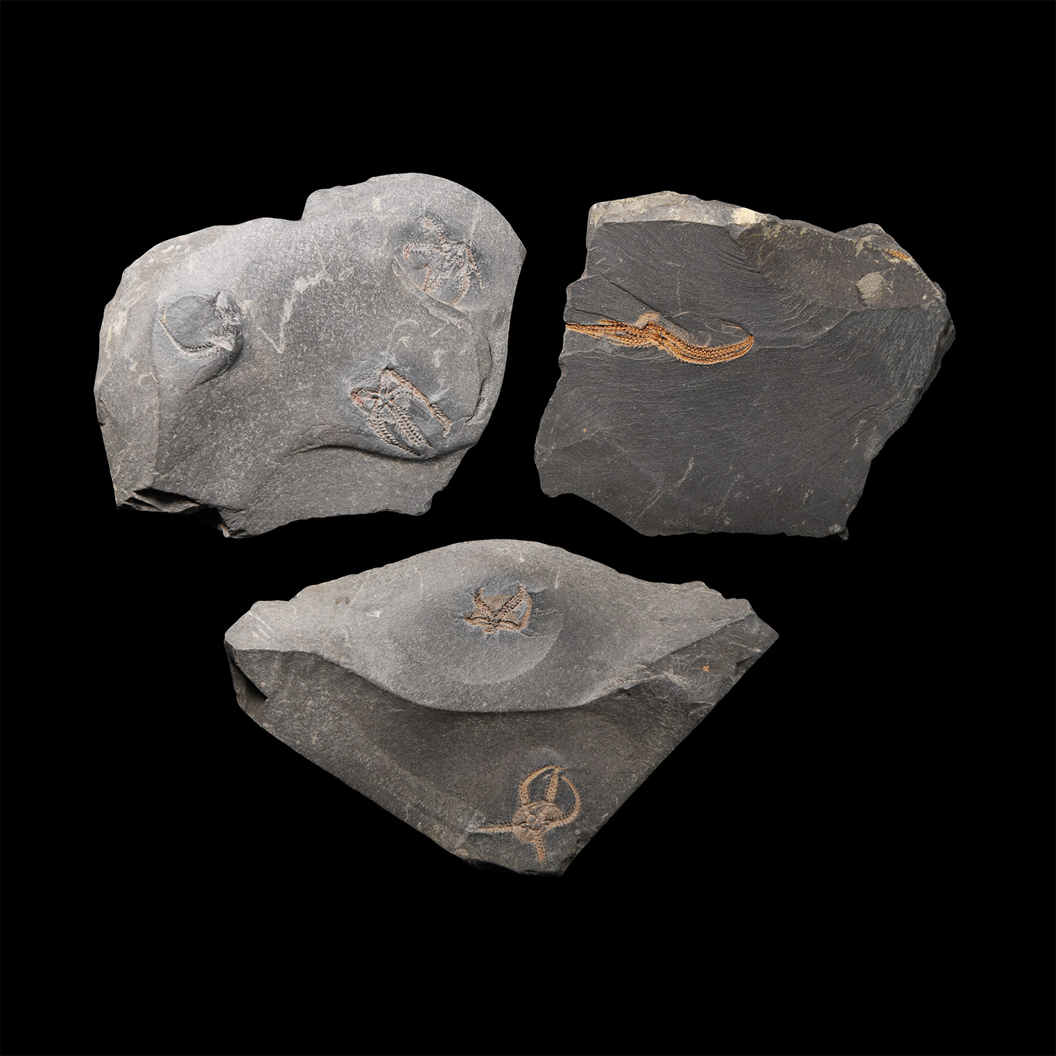 Natural History - Fossil Brittle Star Group