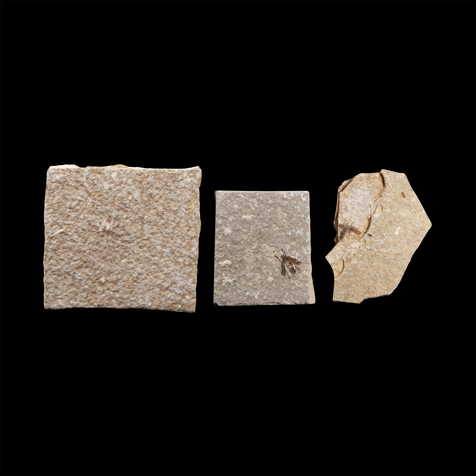 Natural History - Fossil Fly Group