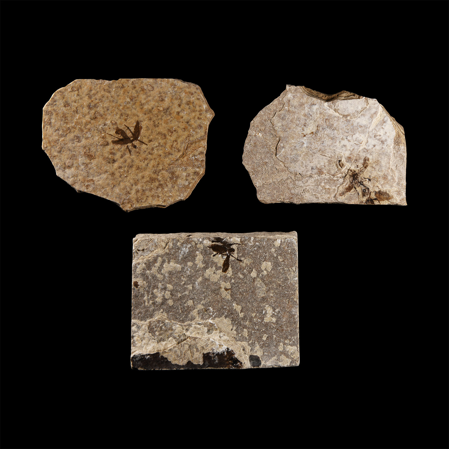 Natural History - Fossil Fly Group