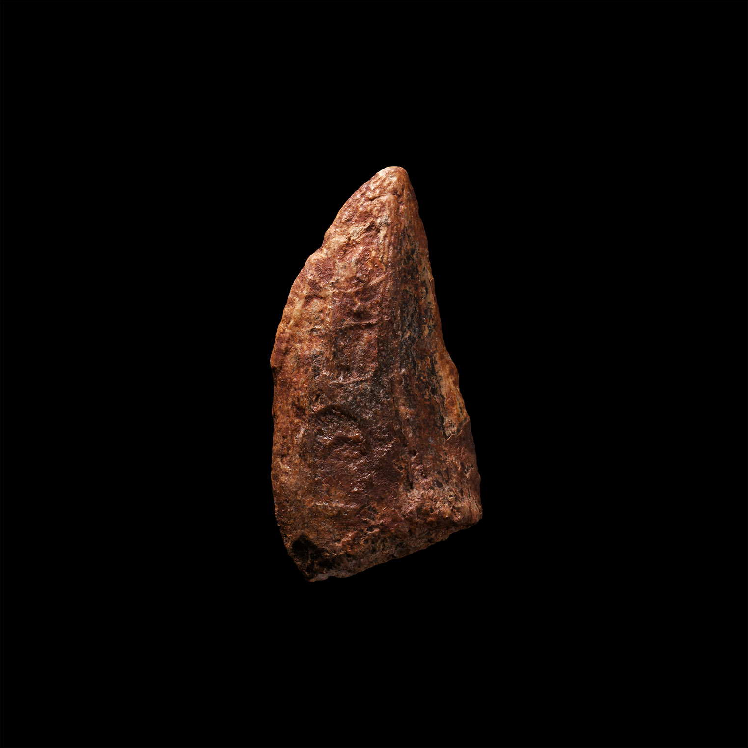 Natural History - Fossil African 'T-Rex' Dinosaur Tooth